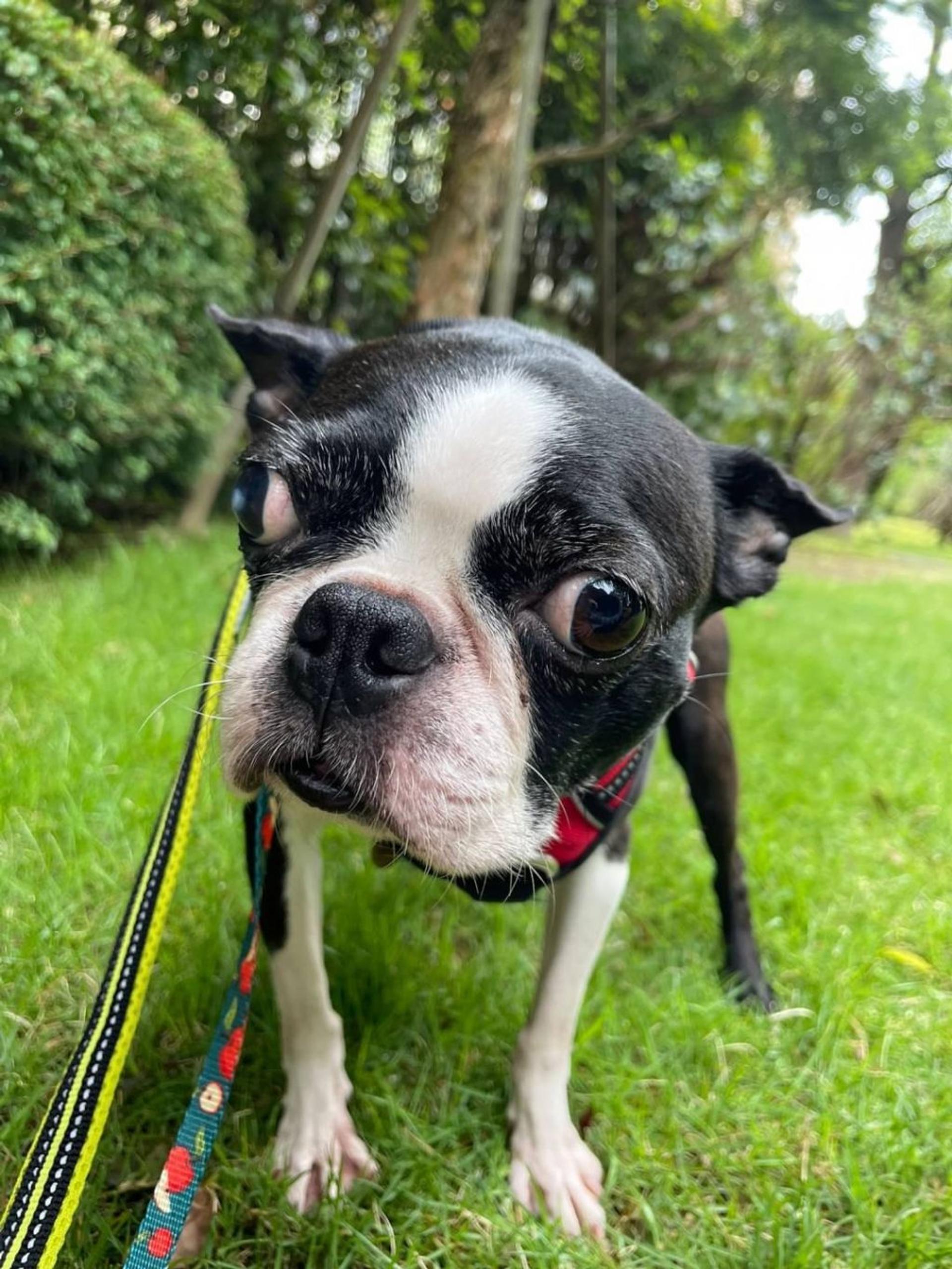 pet-image-2