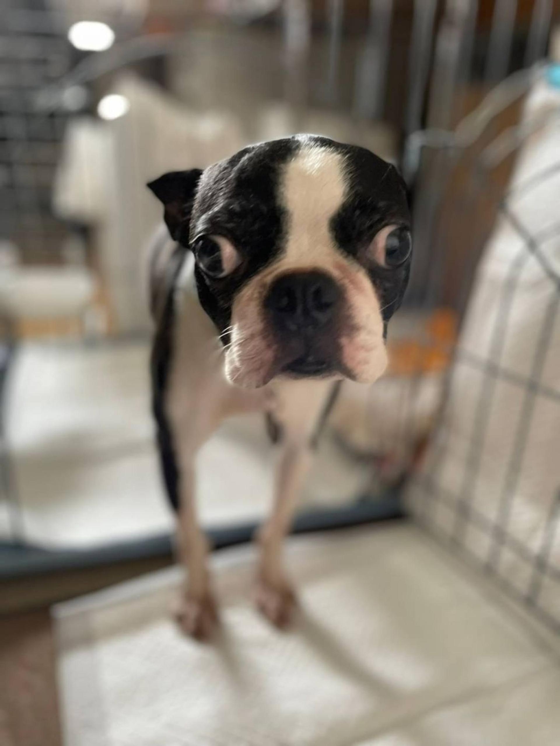 pet-image-6