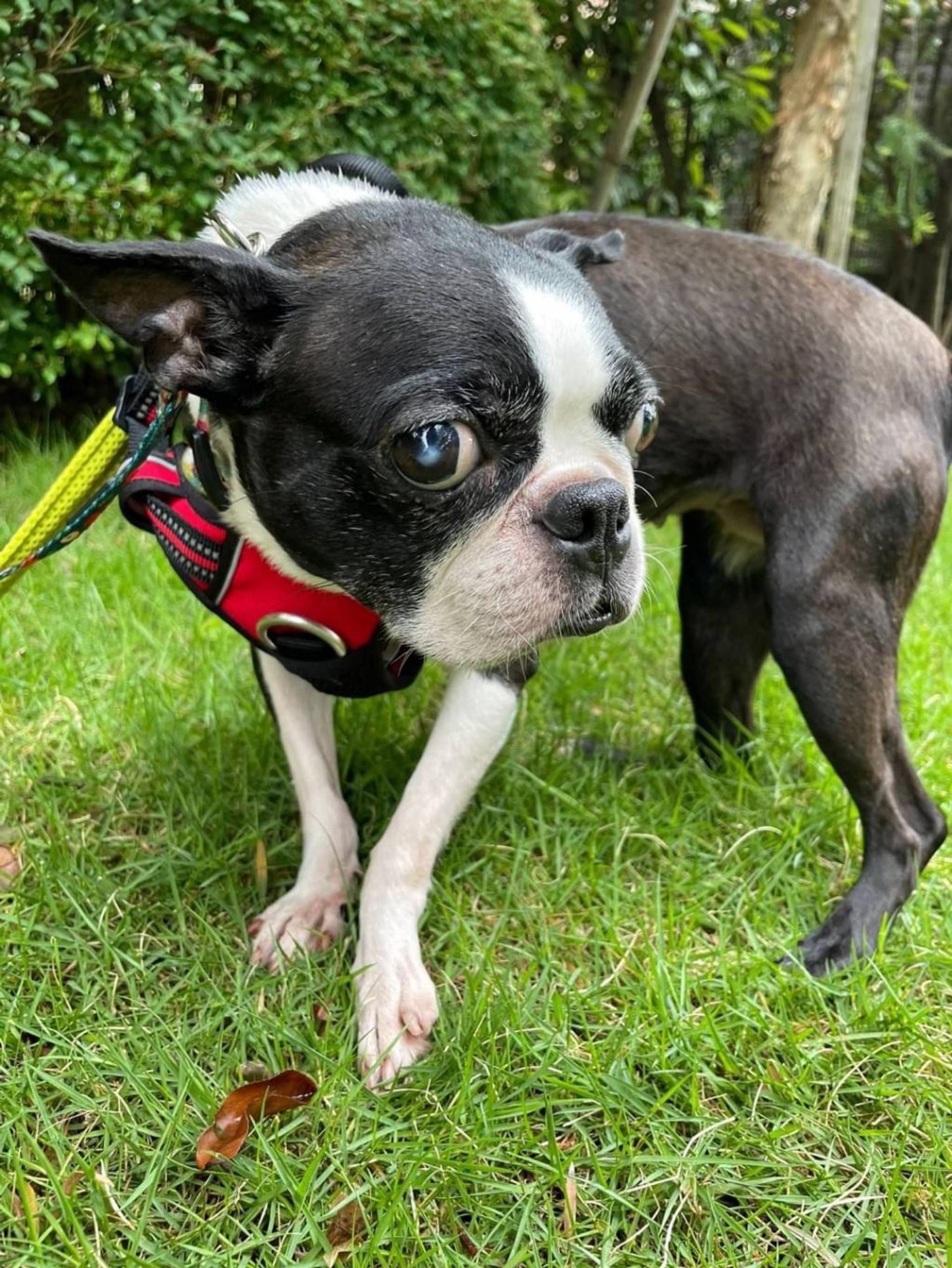 pet-image-8