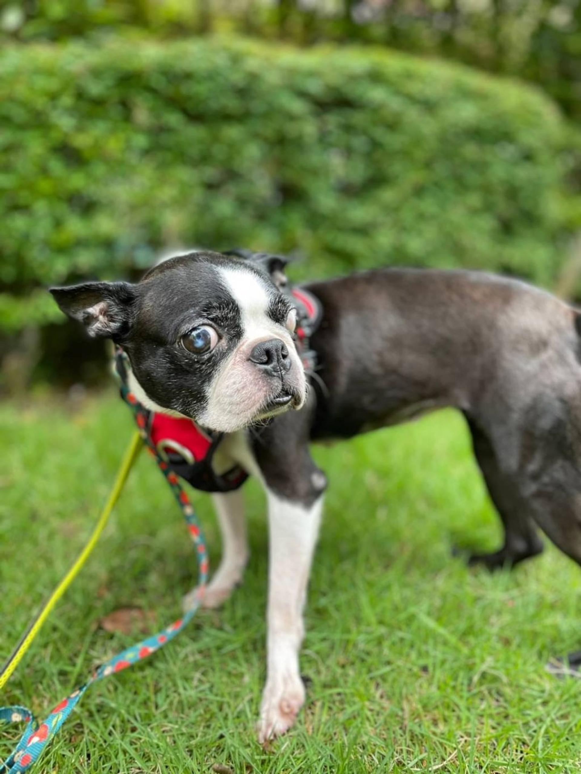 pet-image-9