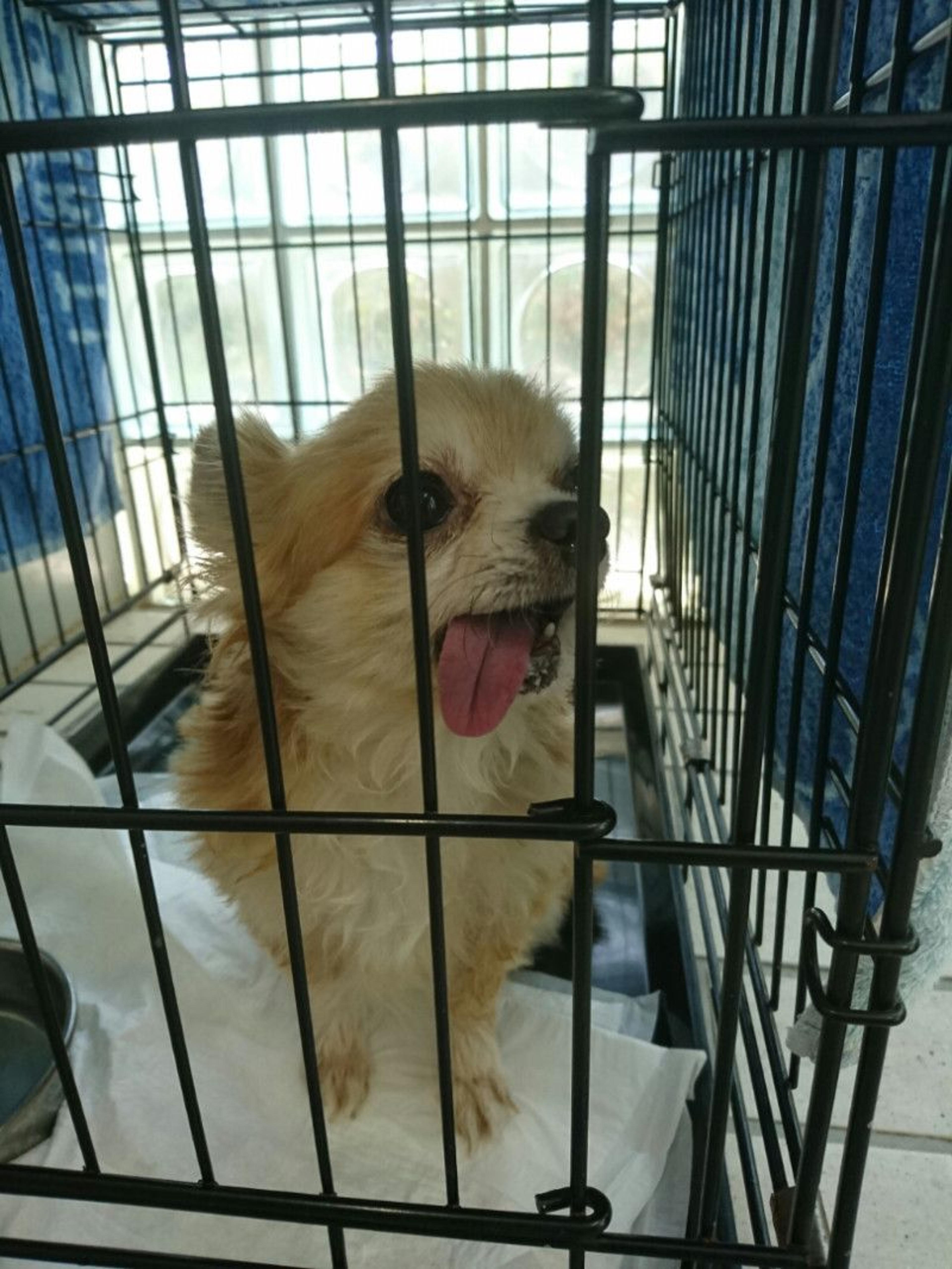 pet-image-2