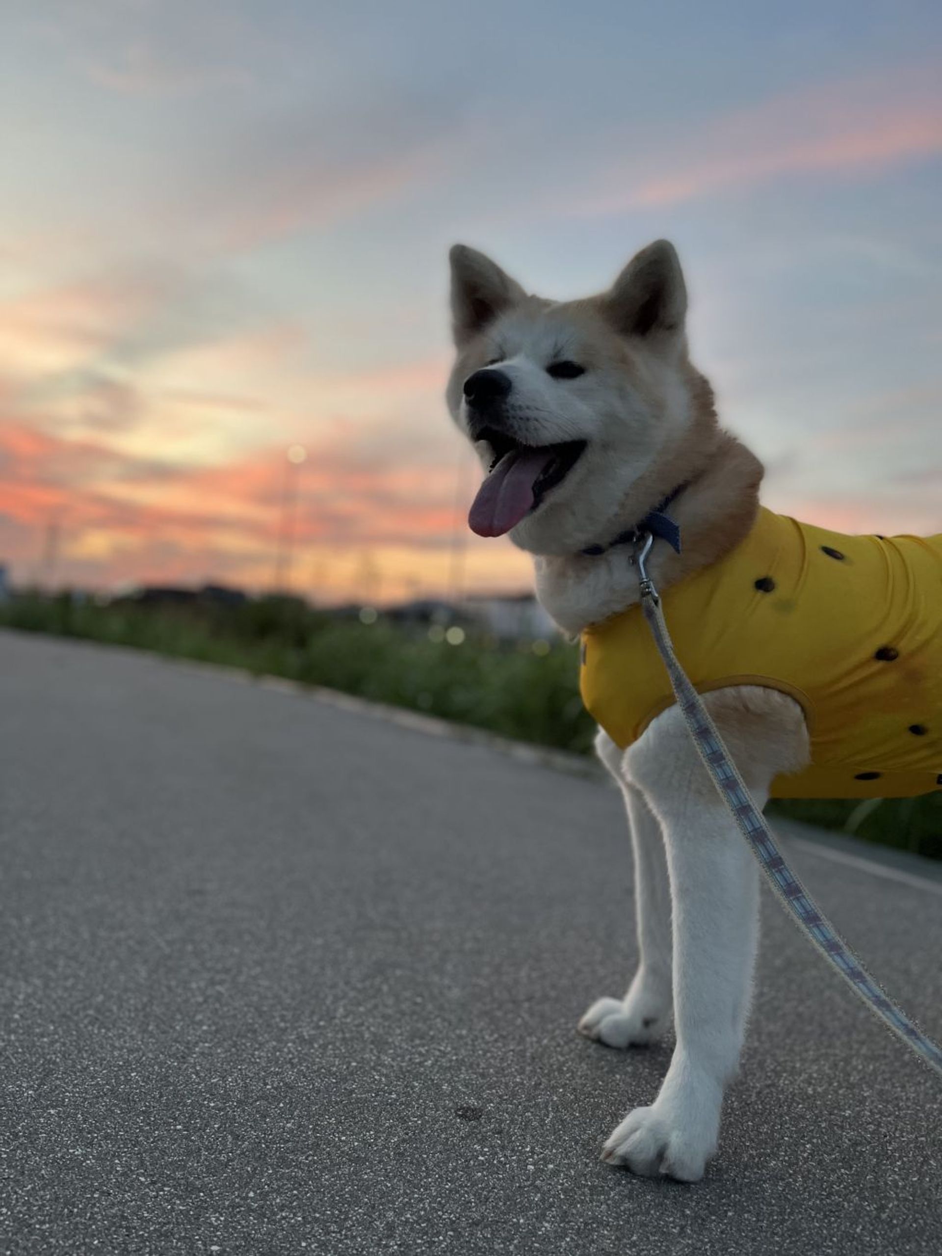 秋田犬・メスの里親募集の写真