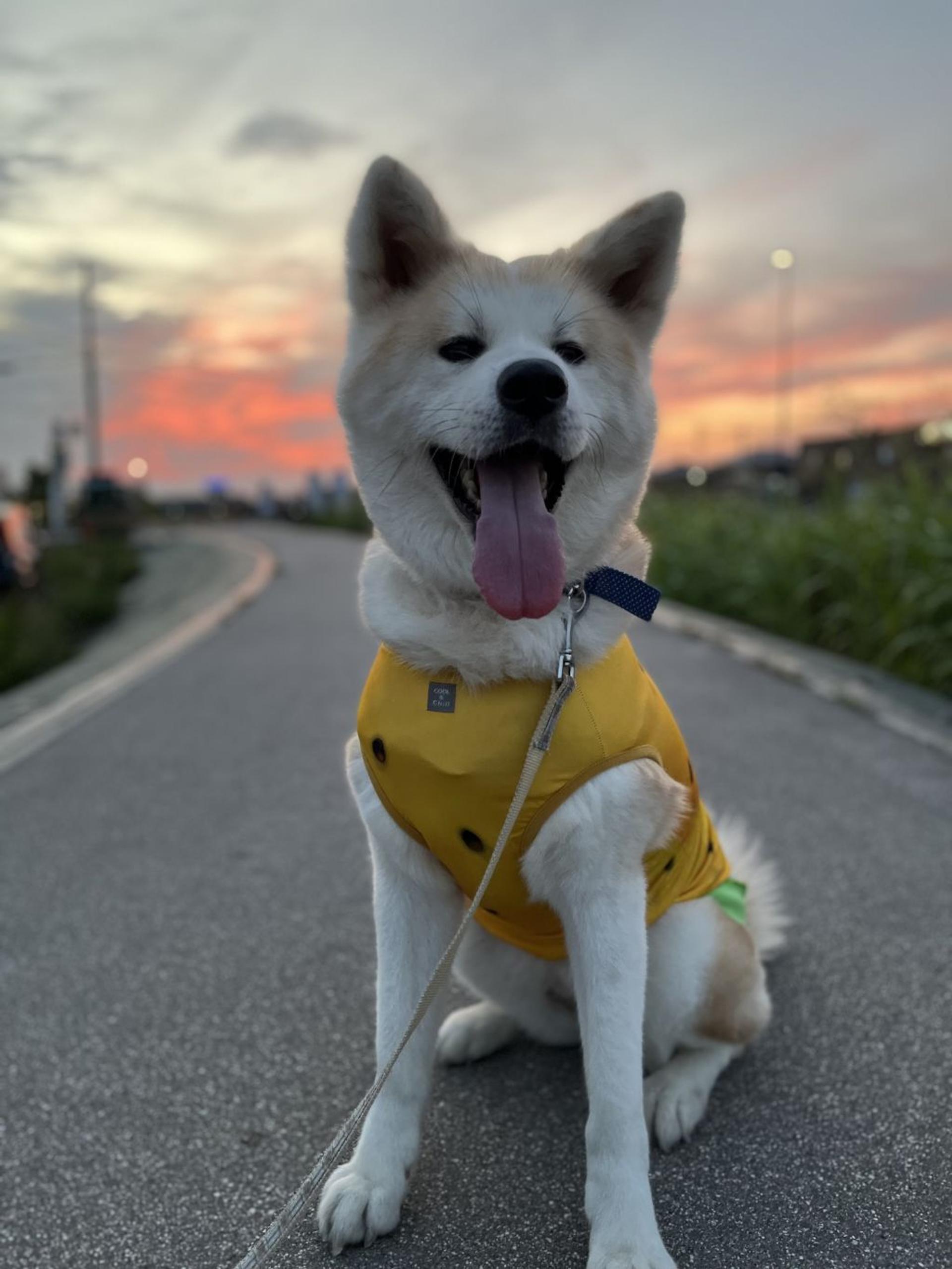 pet-image-2