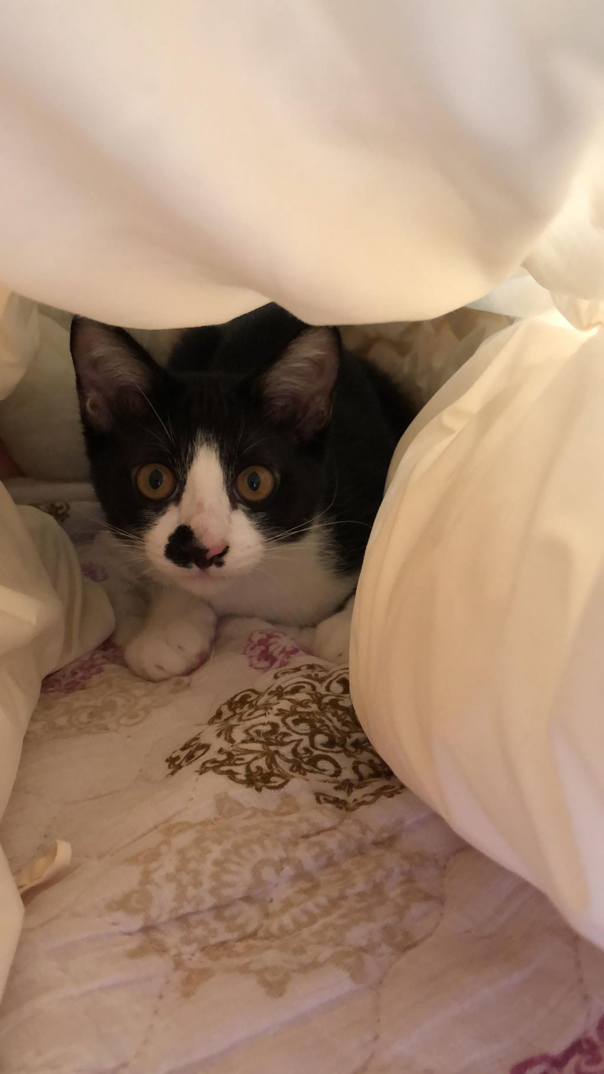 pet-image-3