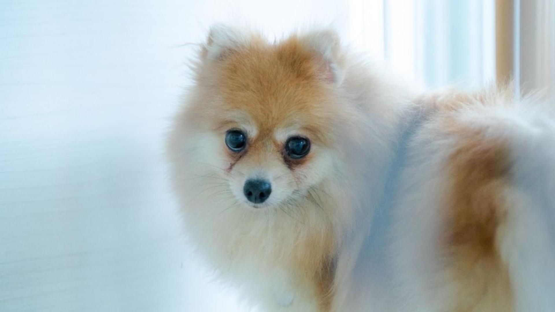 pet-image-5