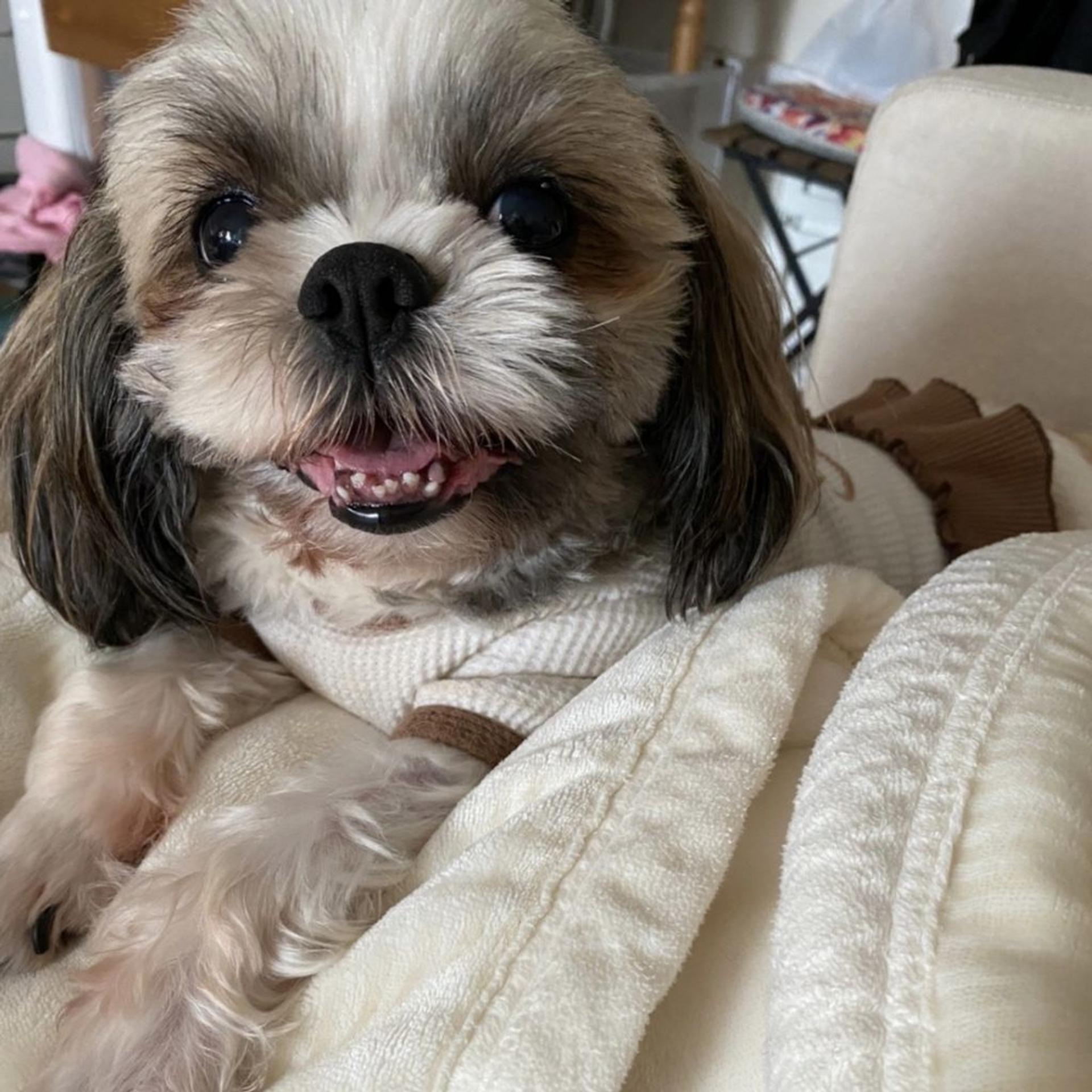 pet-image-2