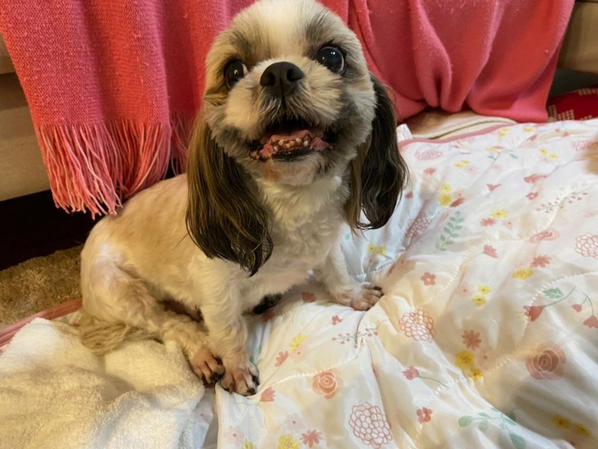 pet-image-3