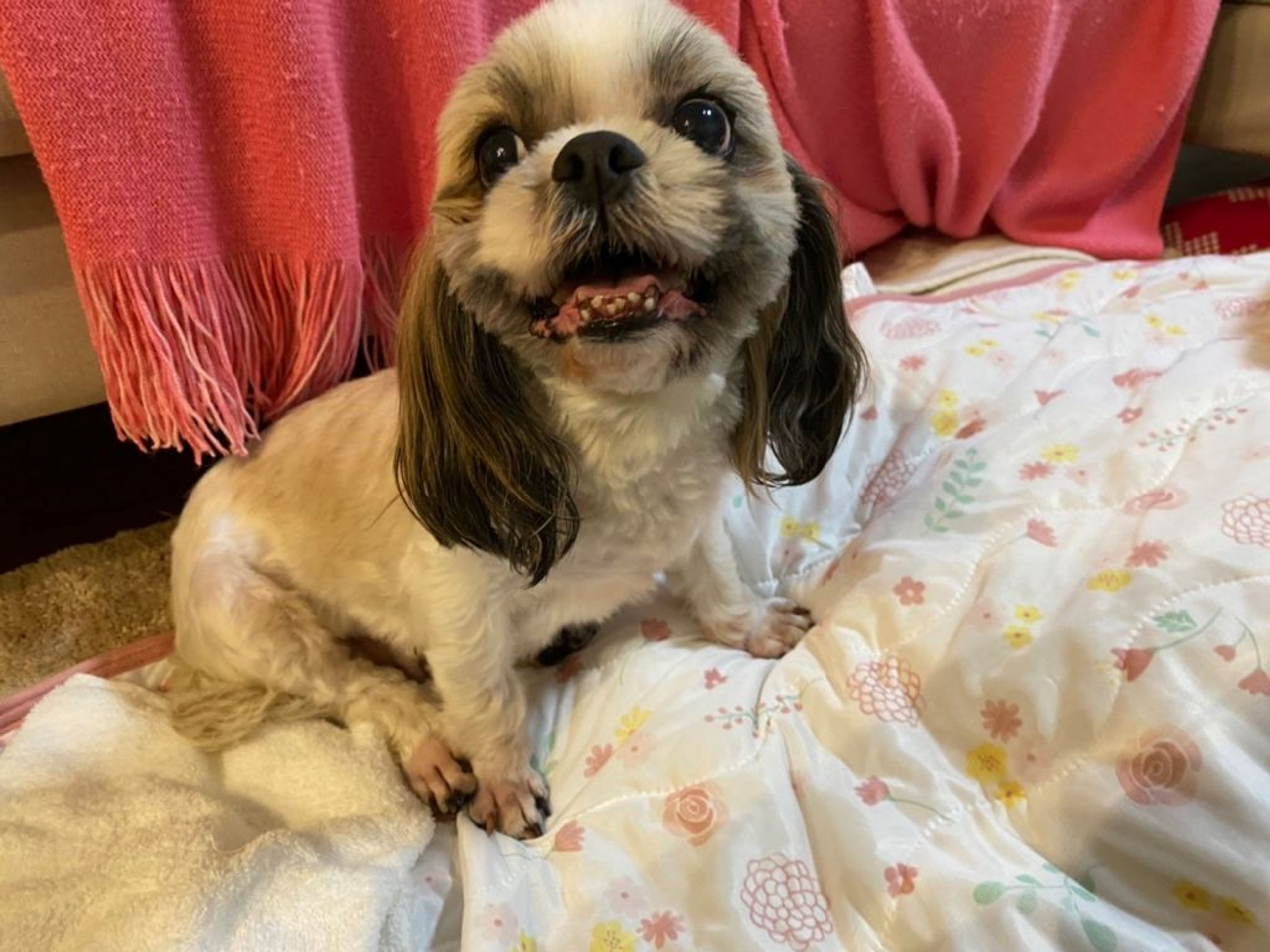 pet-image-3