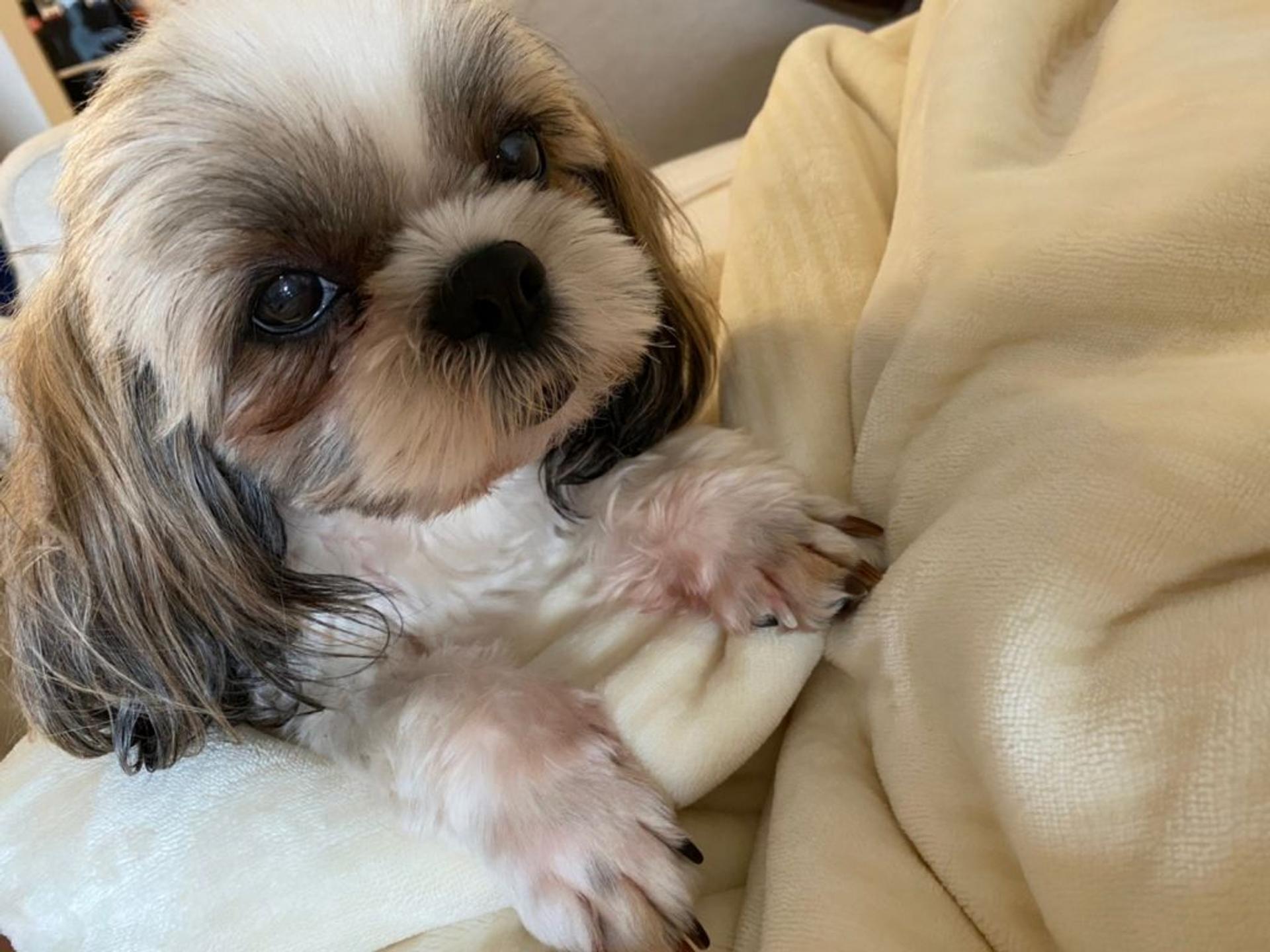 pet-image-4