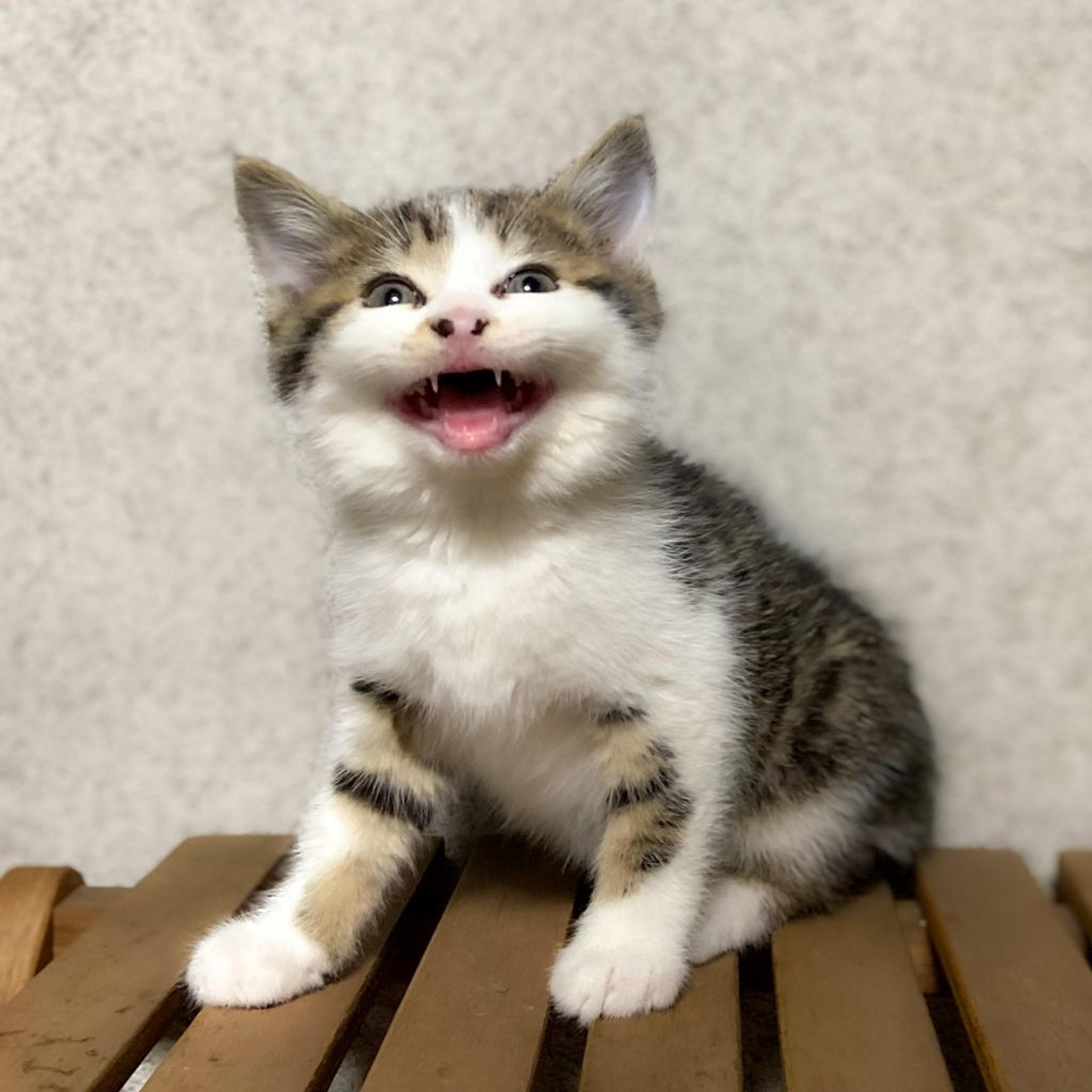 pet-image-3