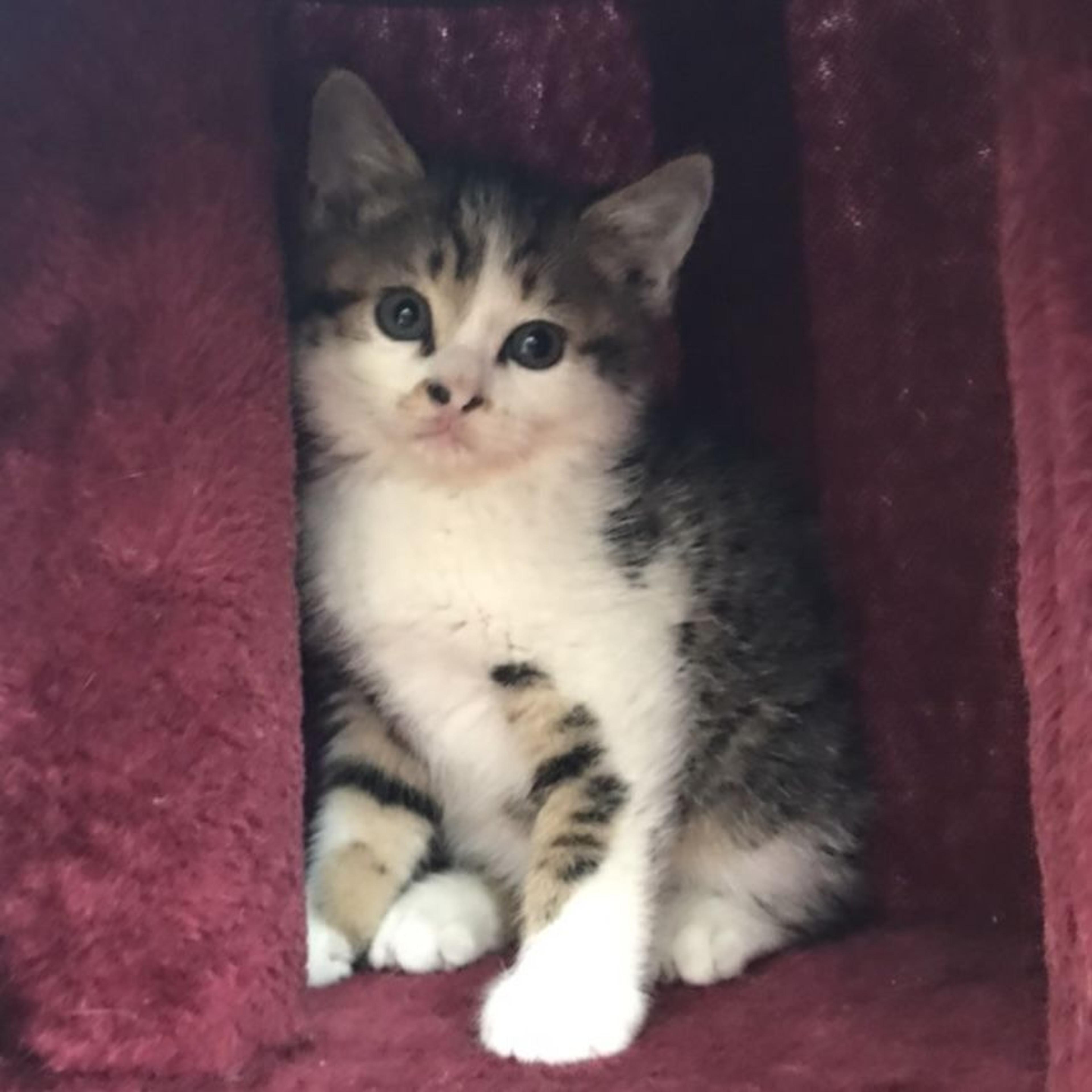 pet-image-2