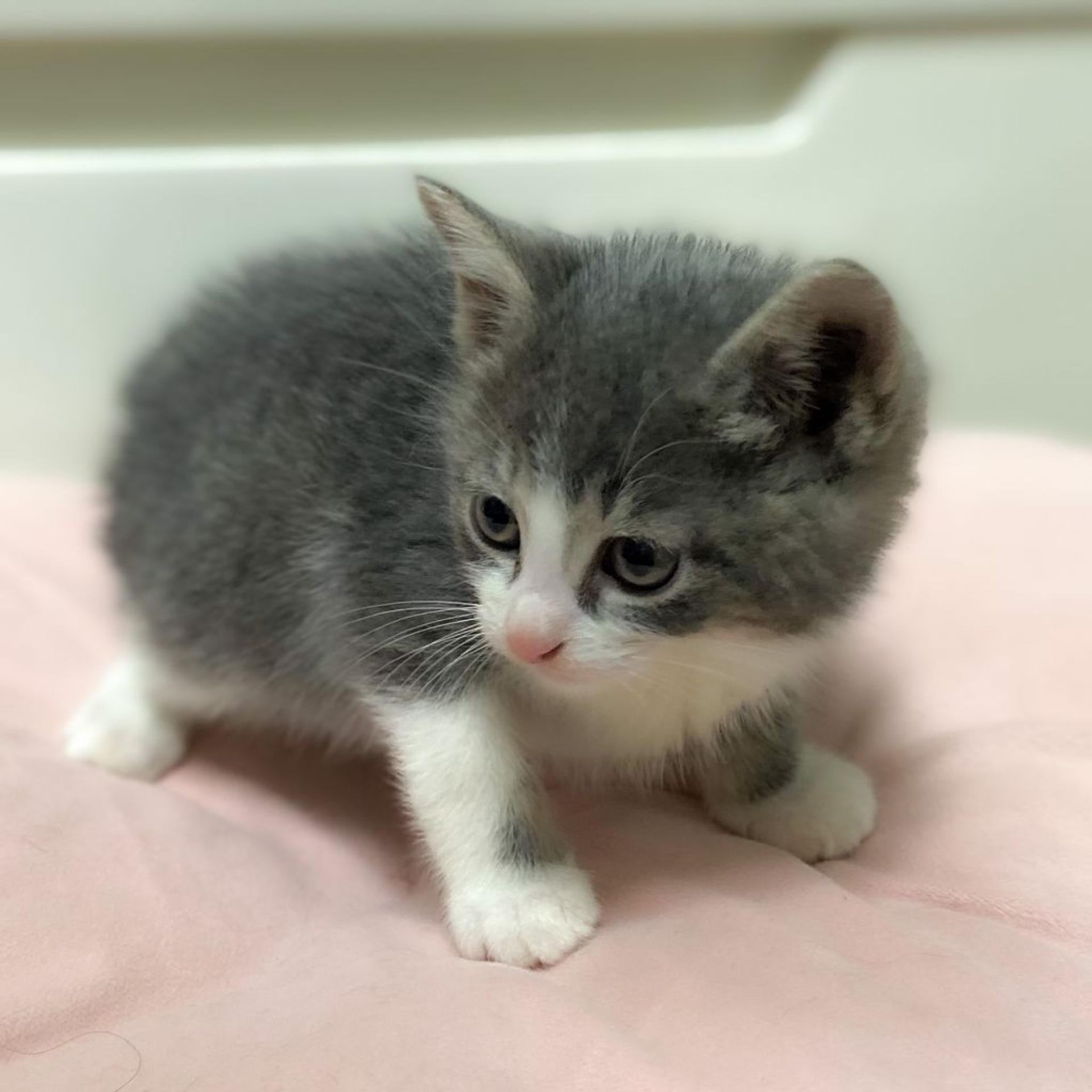 pet-image-7