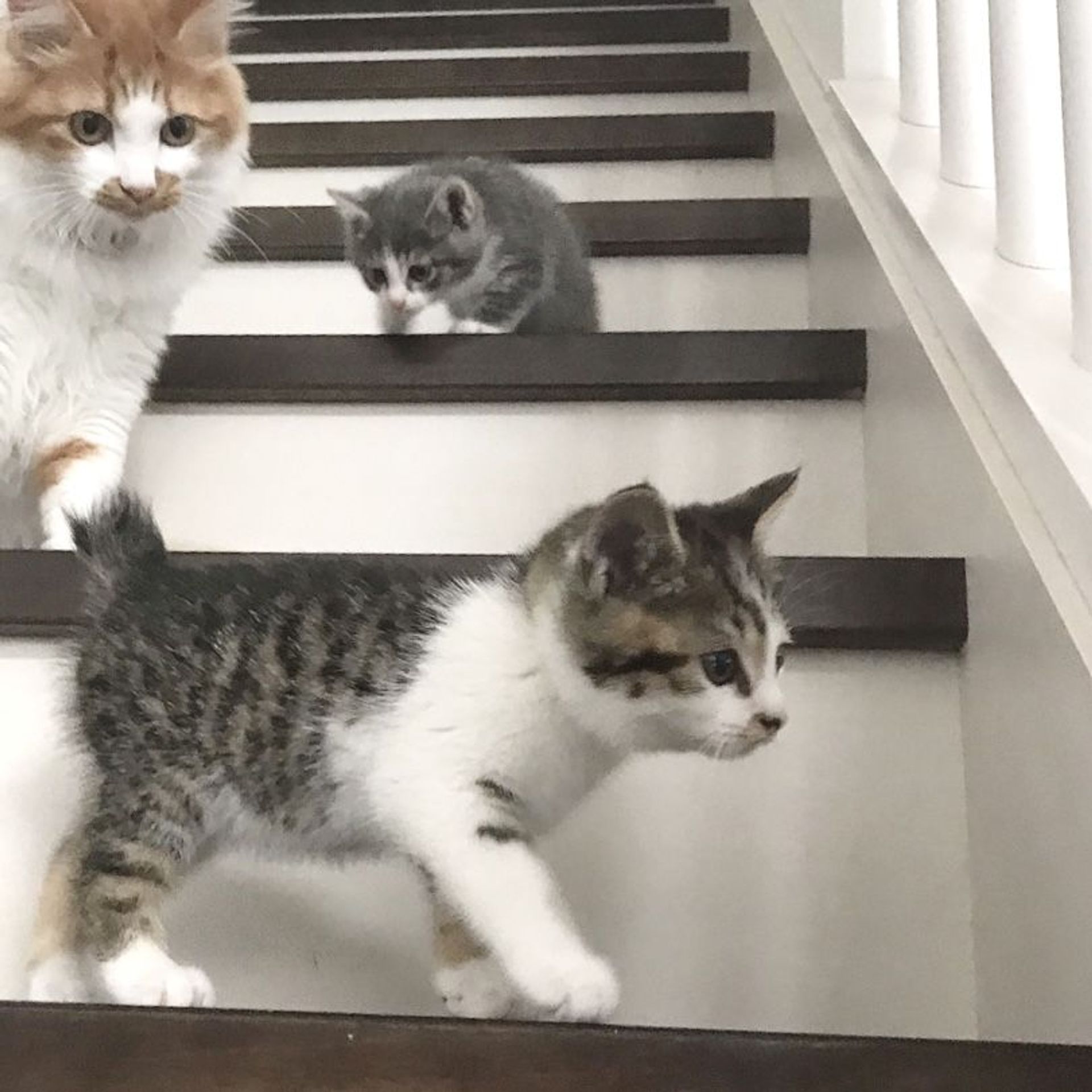 雑種（ミックス猫）・オスの里親募集の写真