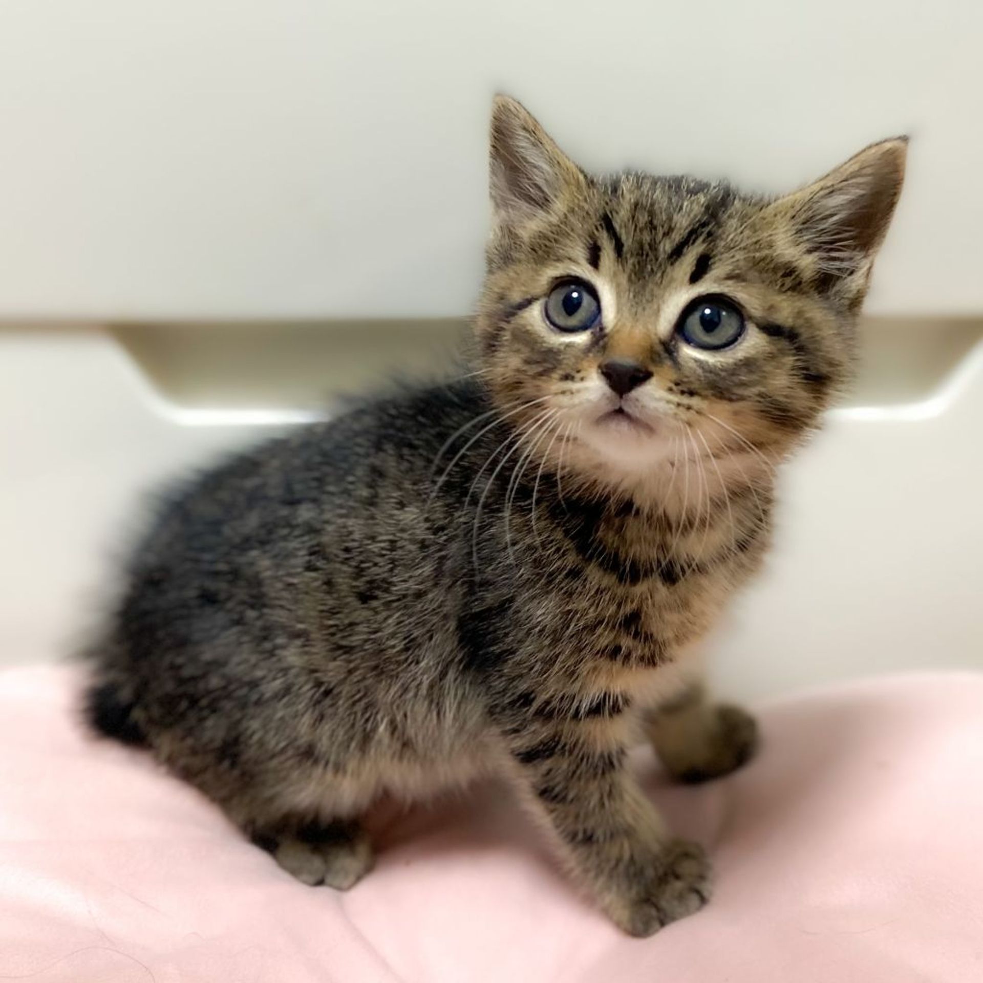 雑種（ミックス猫）・オスの里親募集の写真