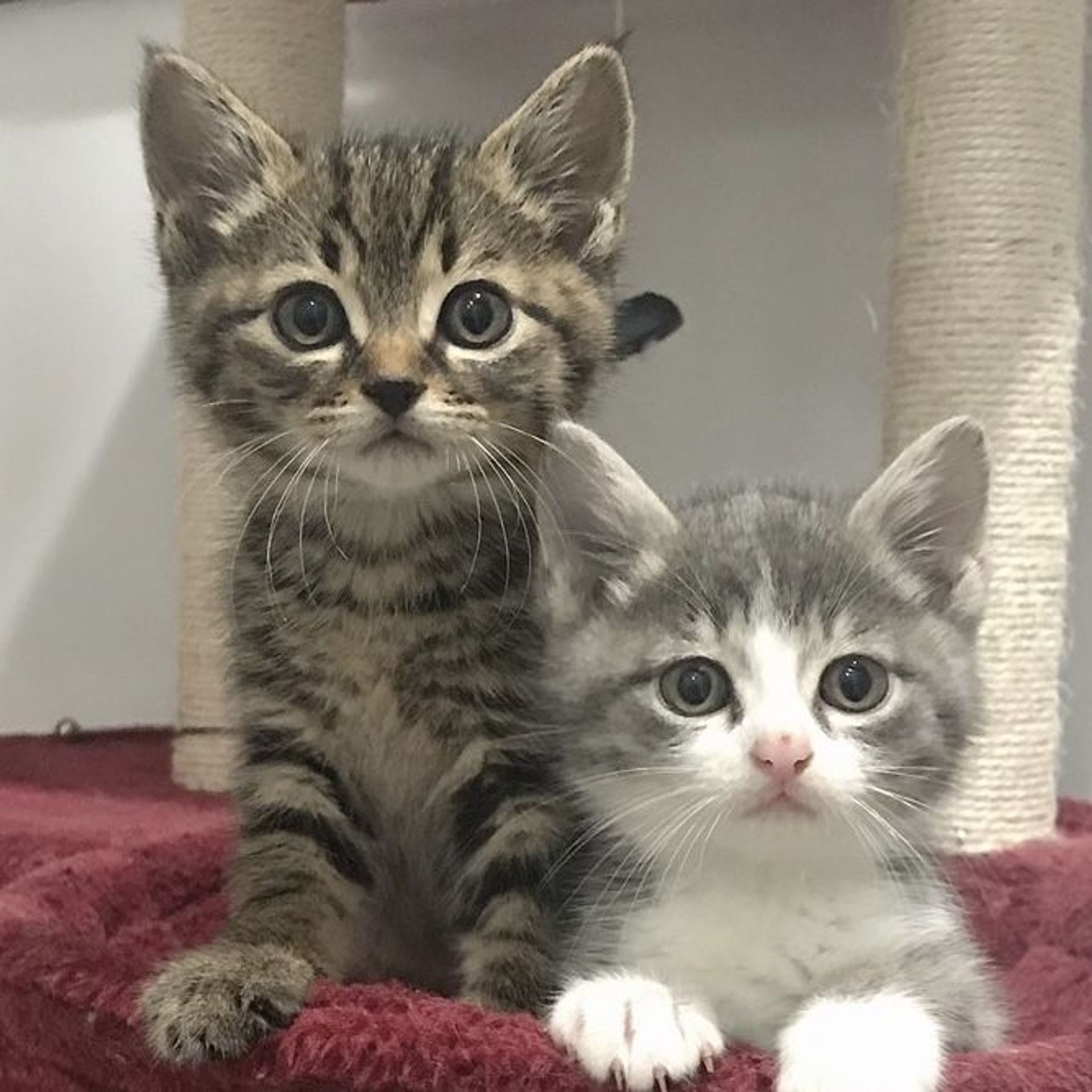 雑種（ミックス猫）・オスの里親募集の写真