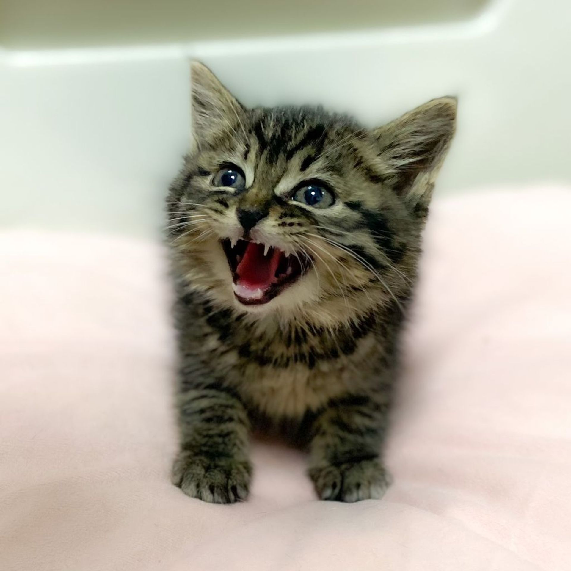 雑種（ミックス猫）・メスの里親募集の写真