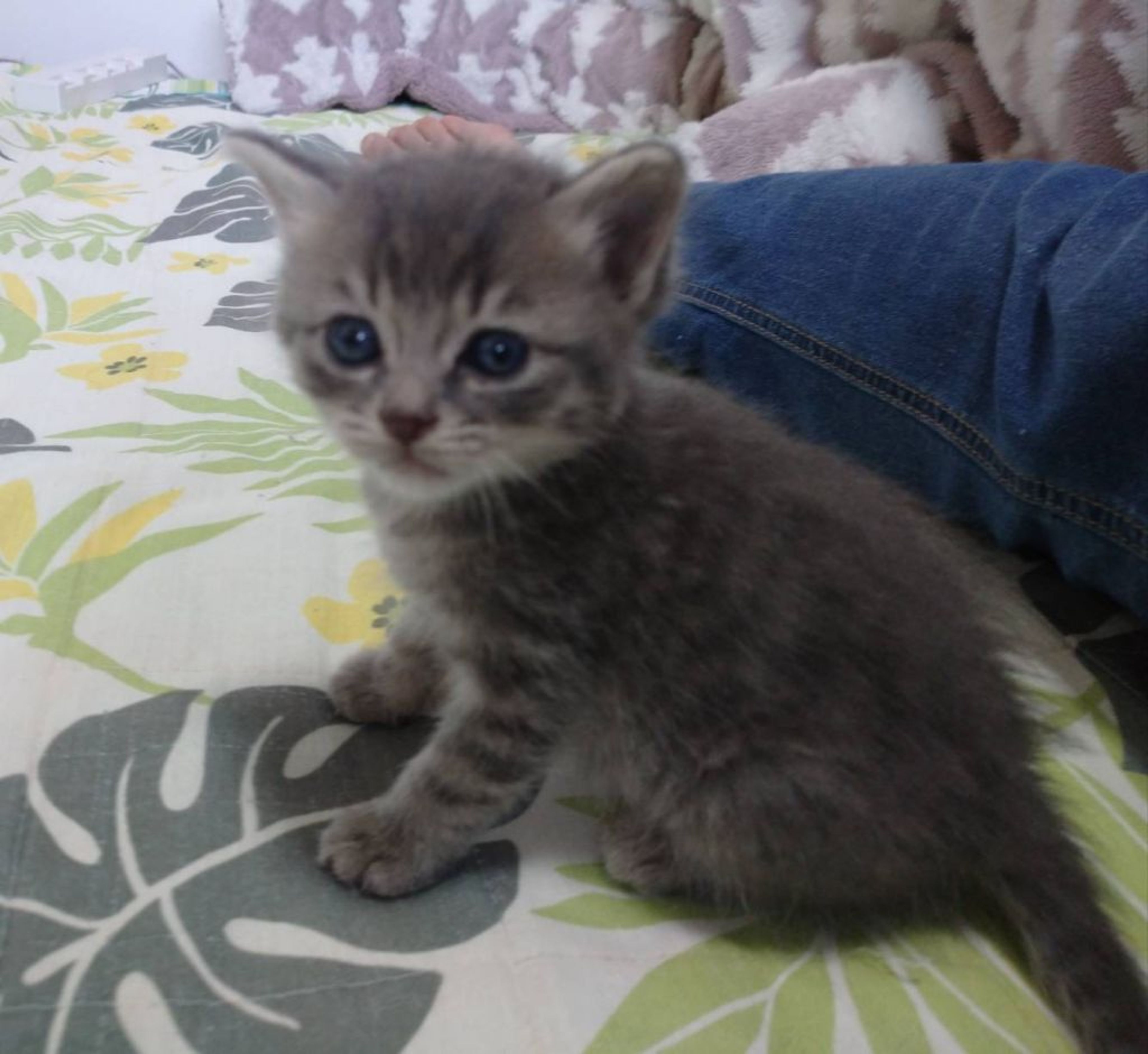 pet-image-2