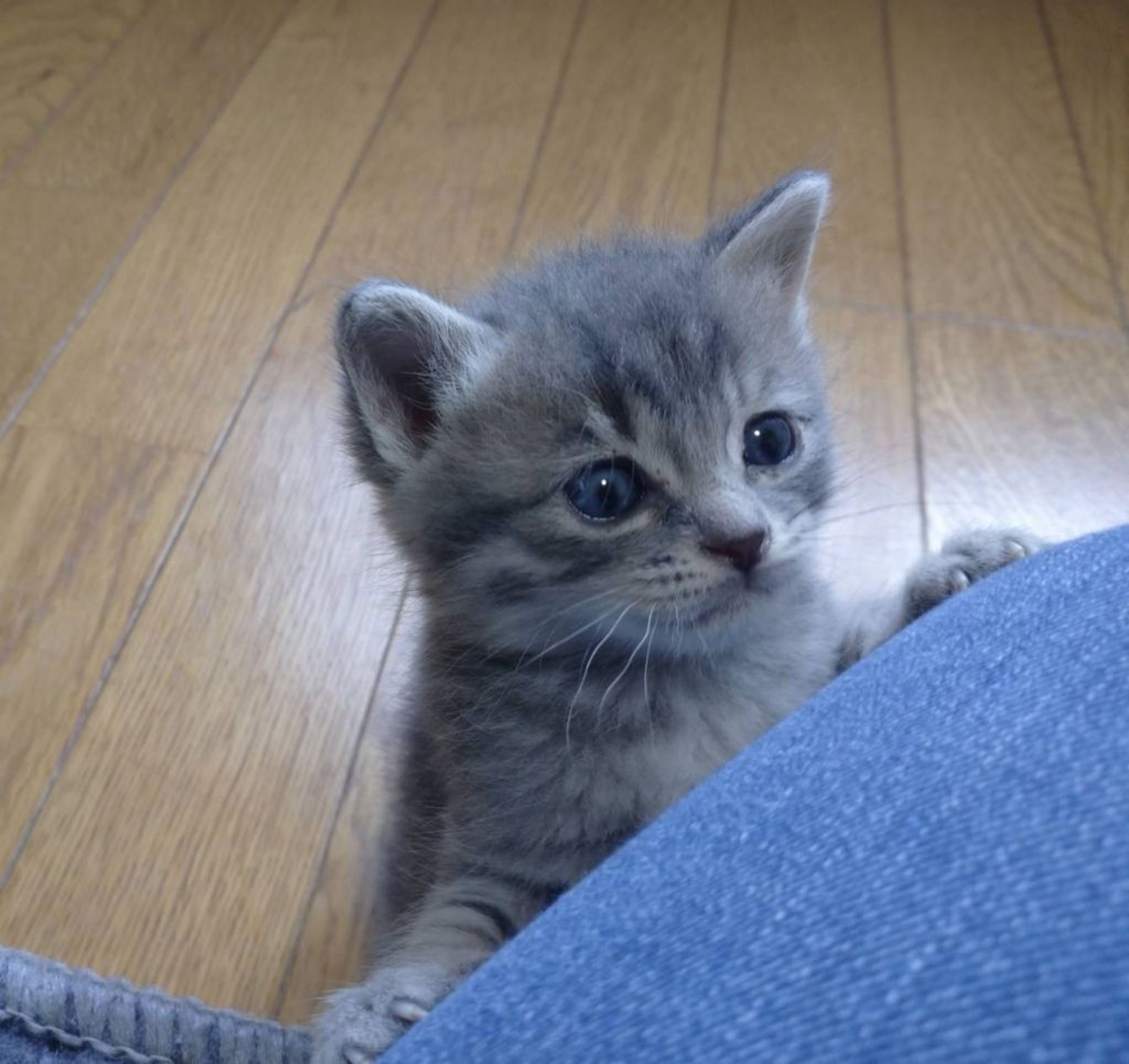 pet-image-3