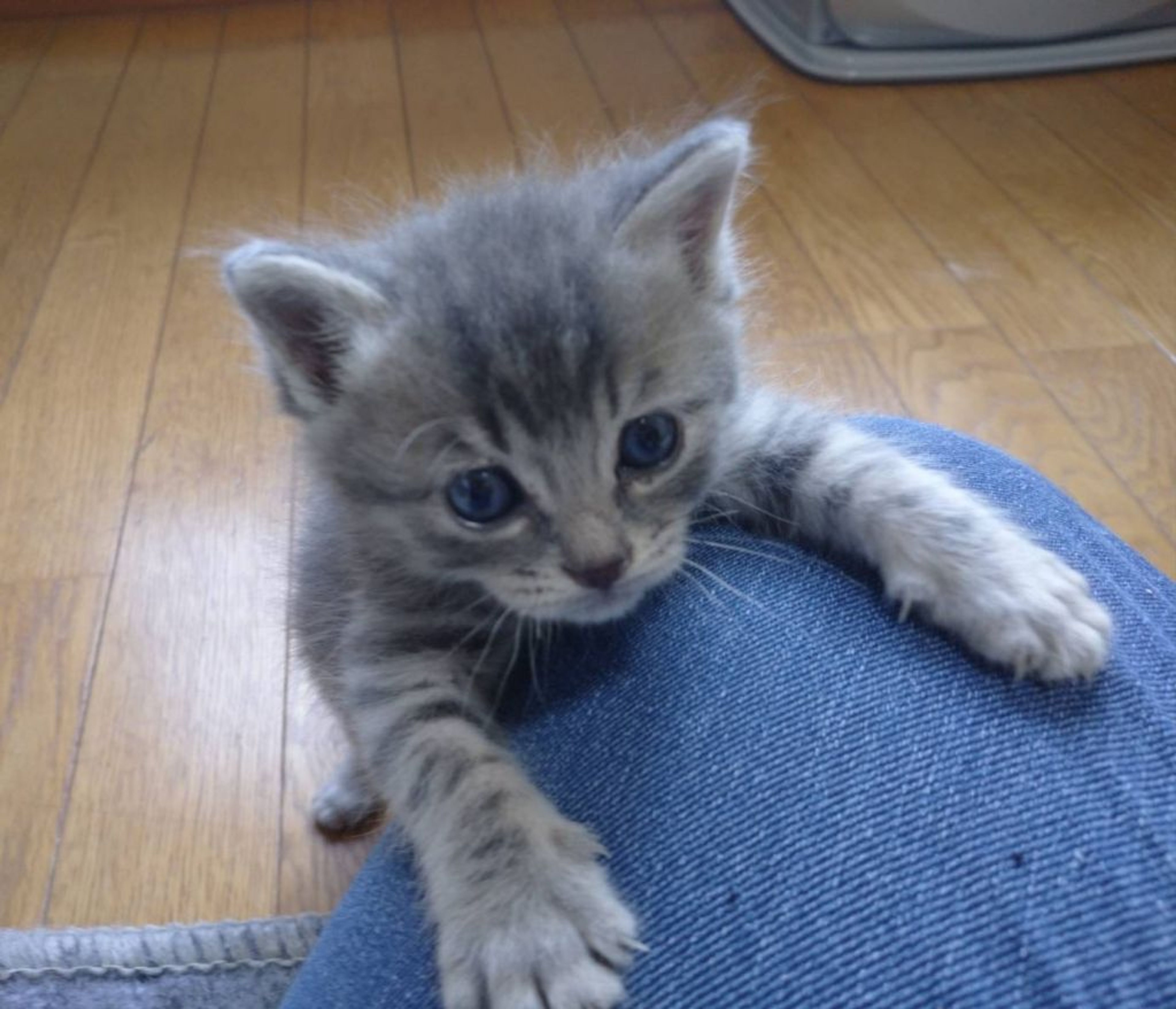 pet-image-4