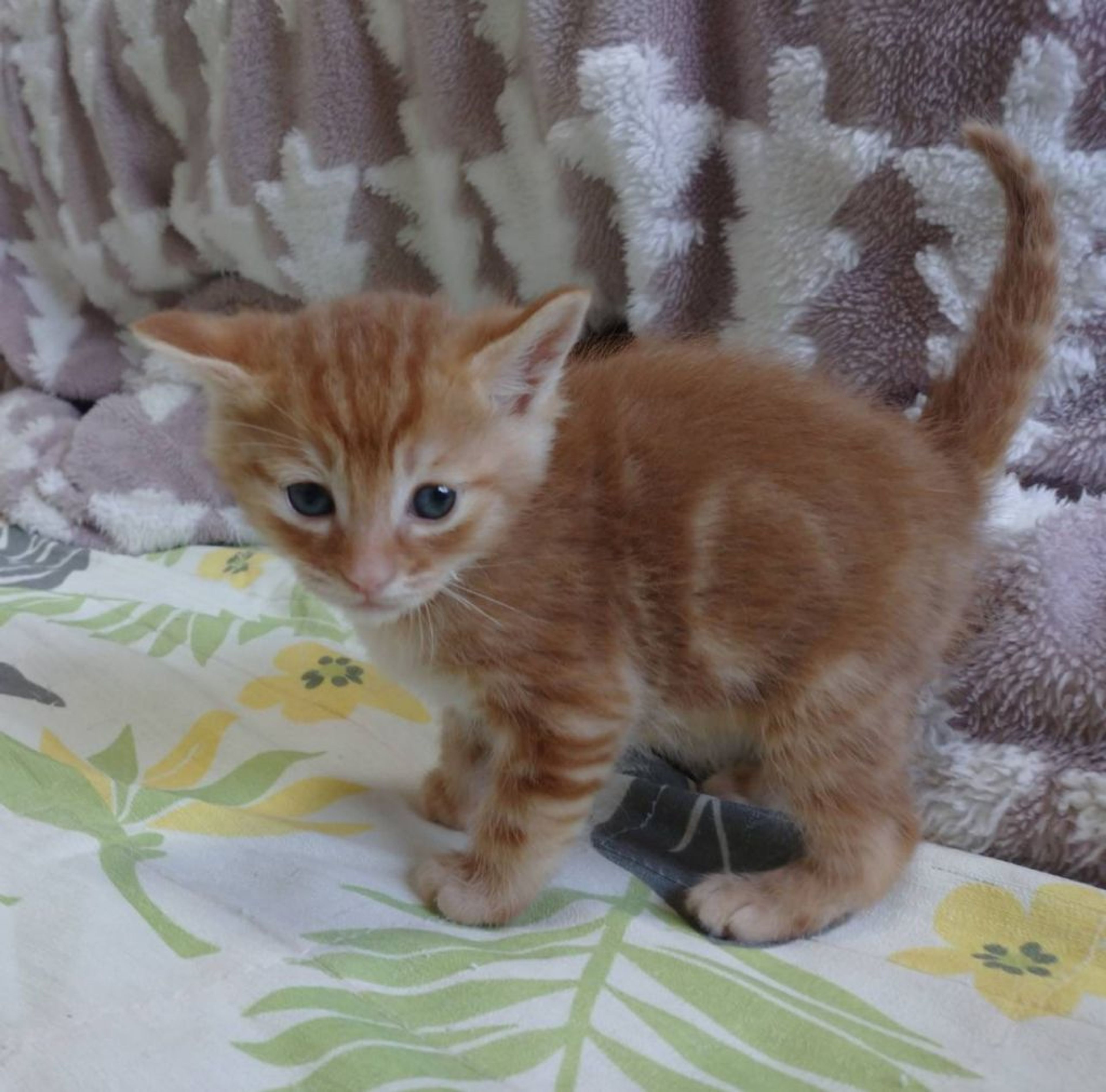 pet-image-2