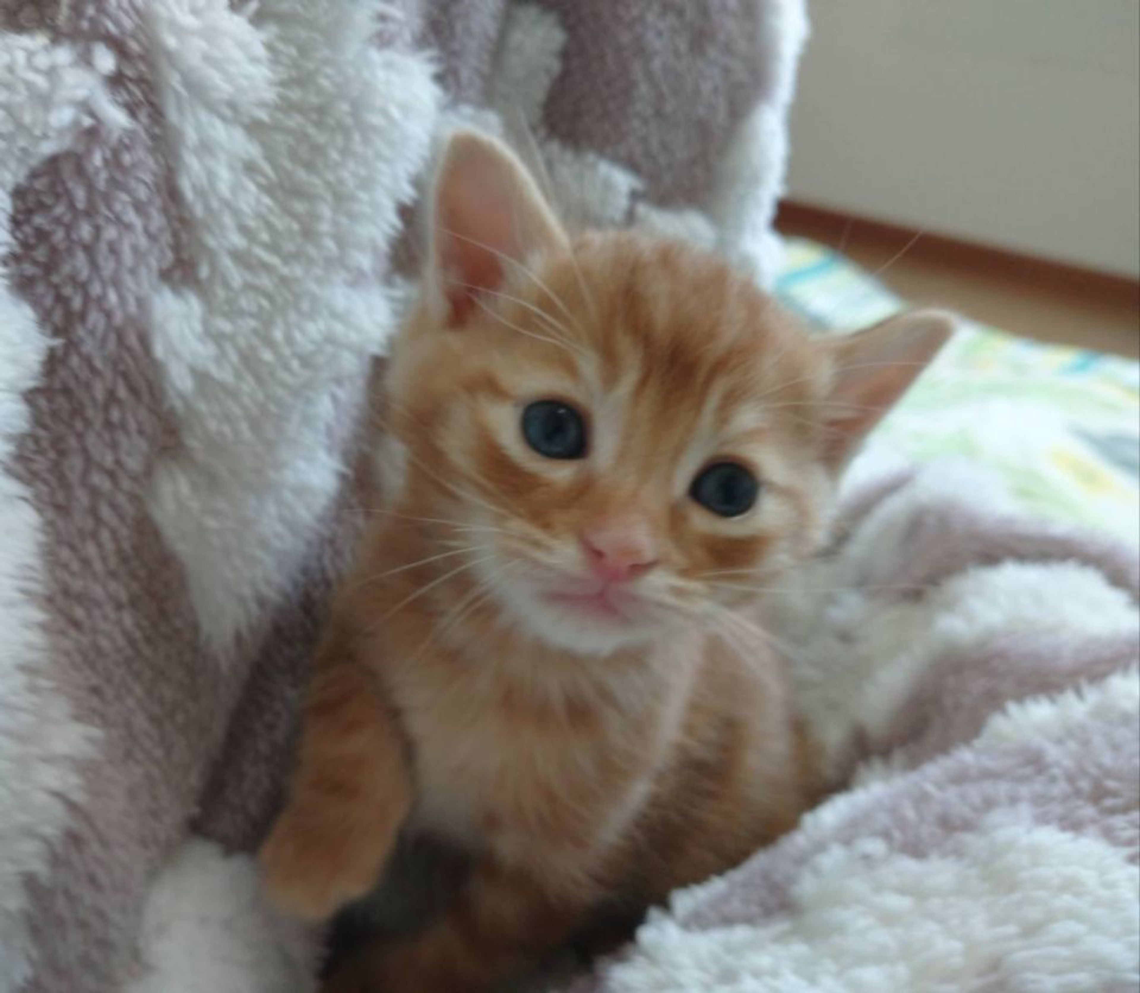pet-image-3