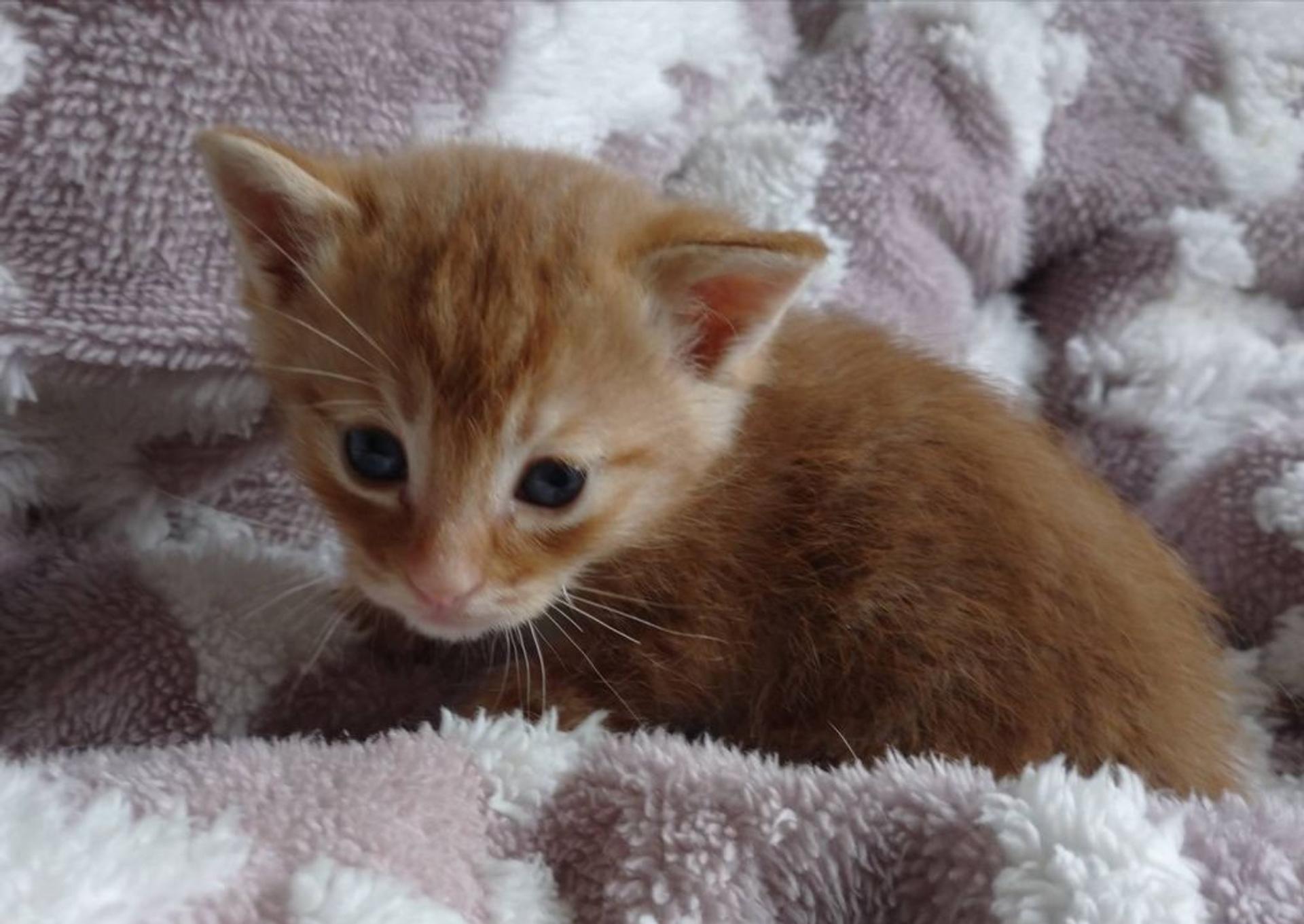pet-image-4