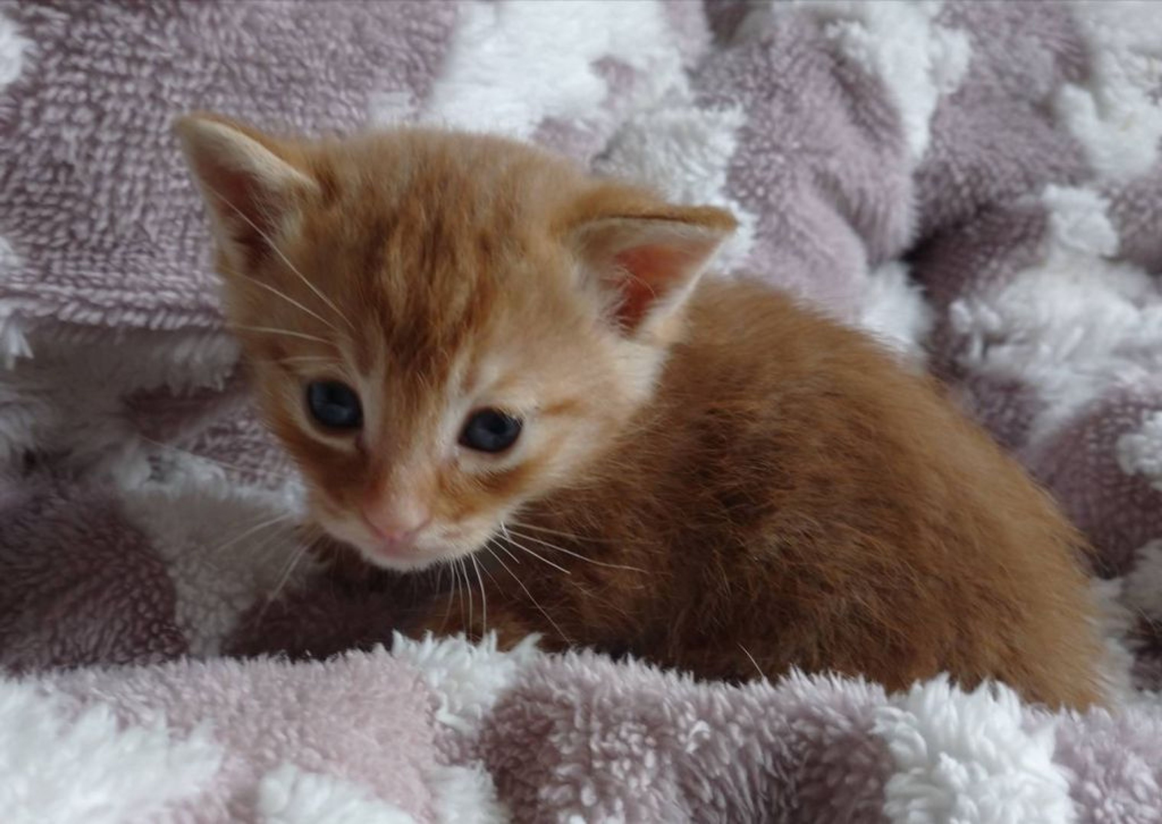 pet-image-4