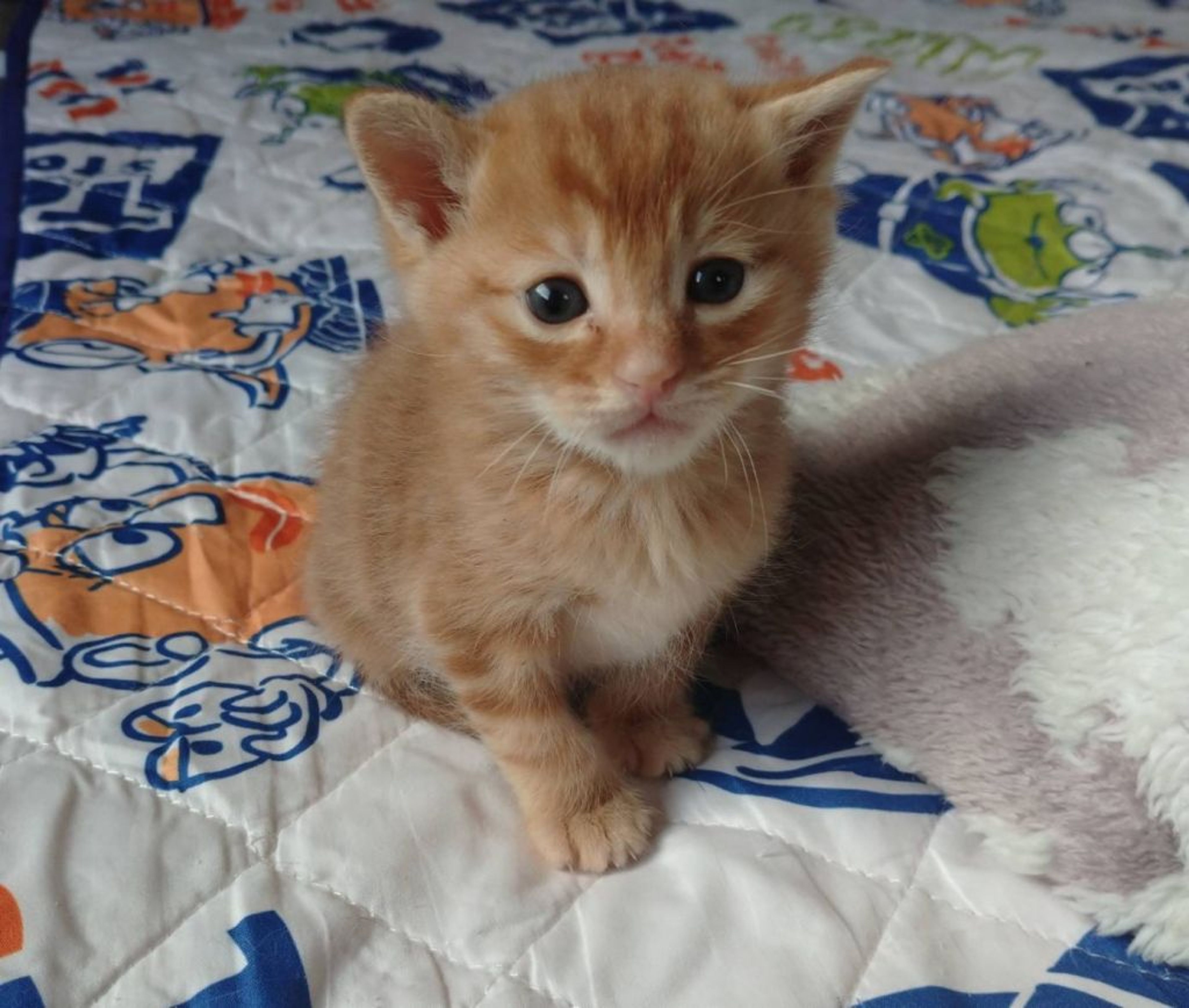 pet-image-5
