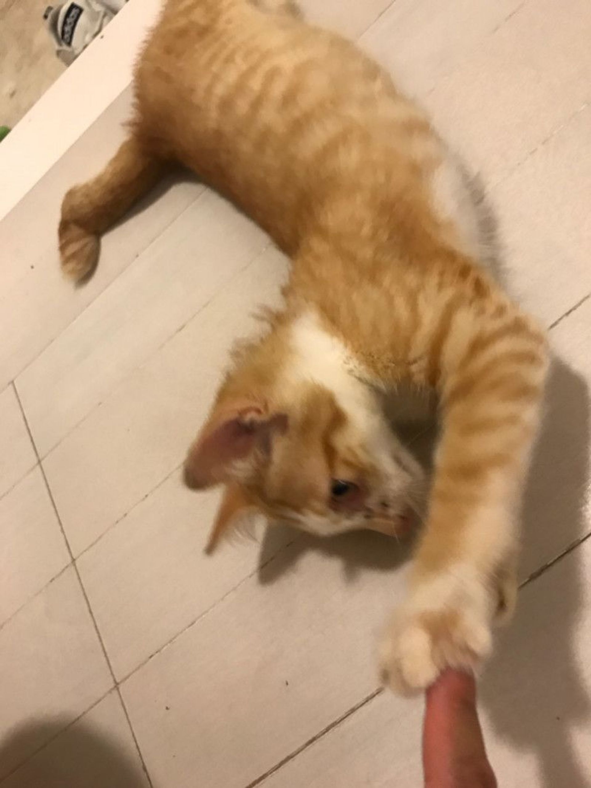 雑種（ミックス猫）・オスの里親募集の写真