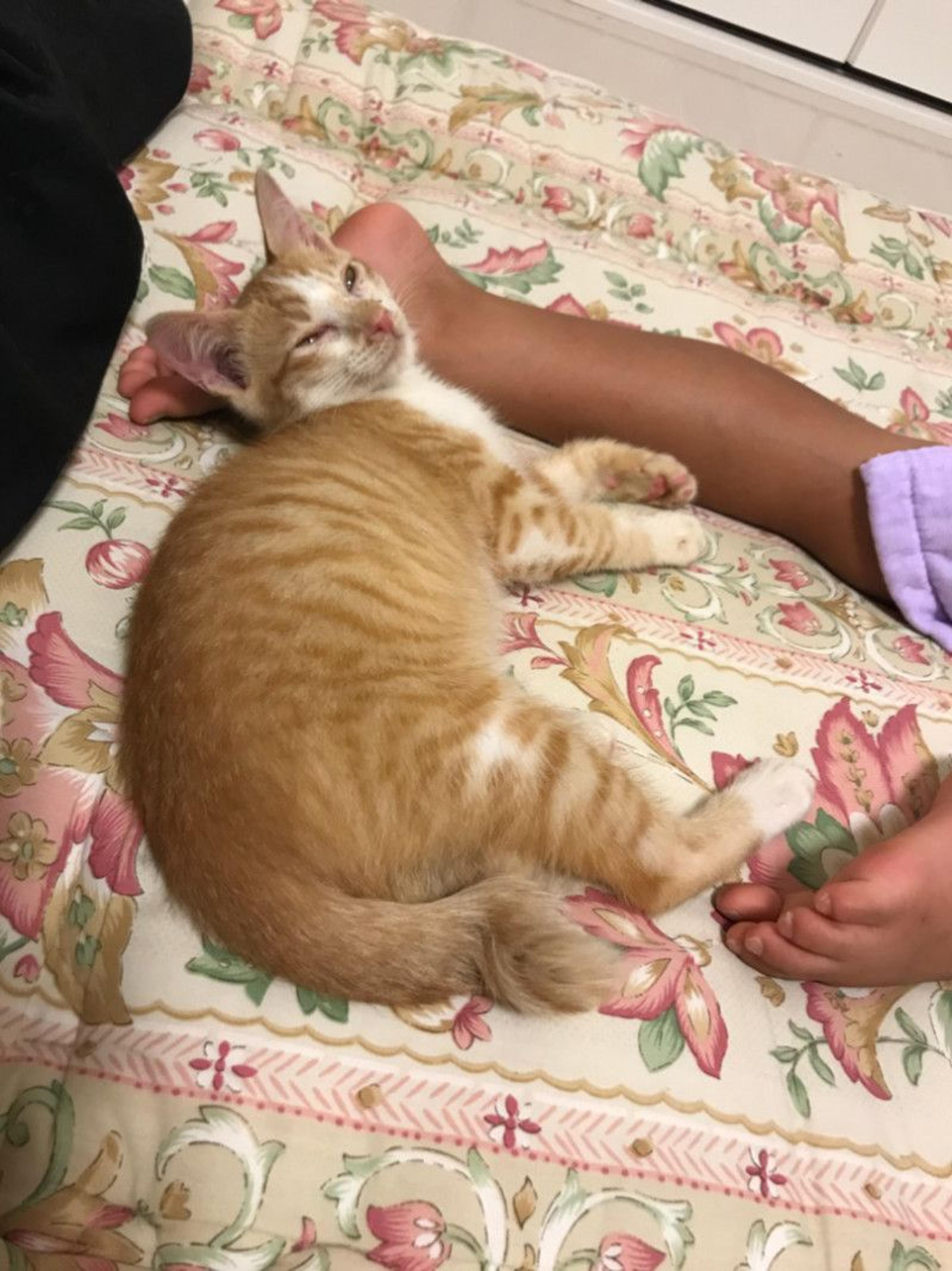 pet-image-3