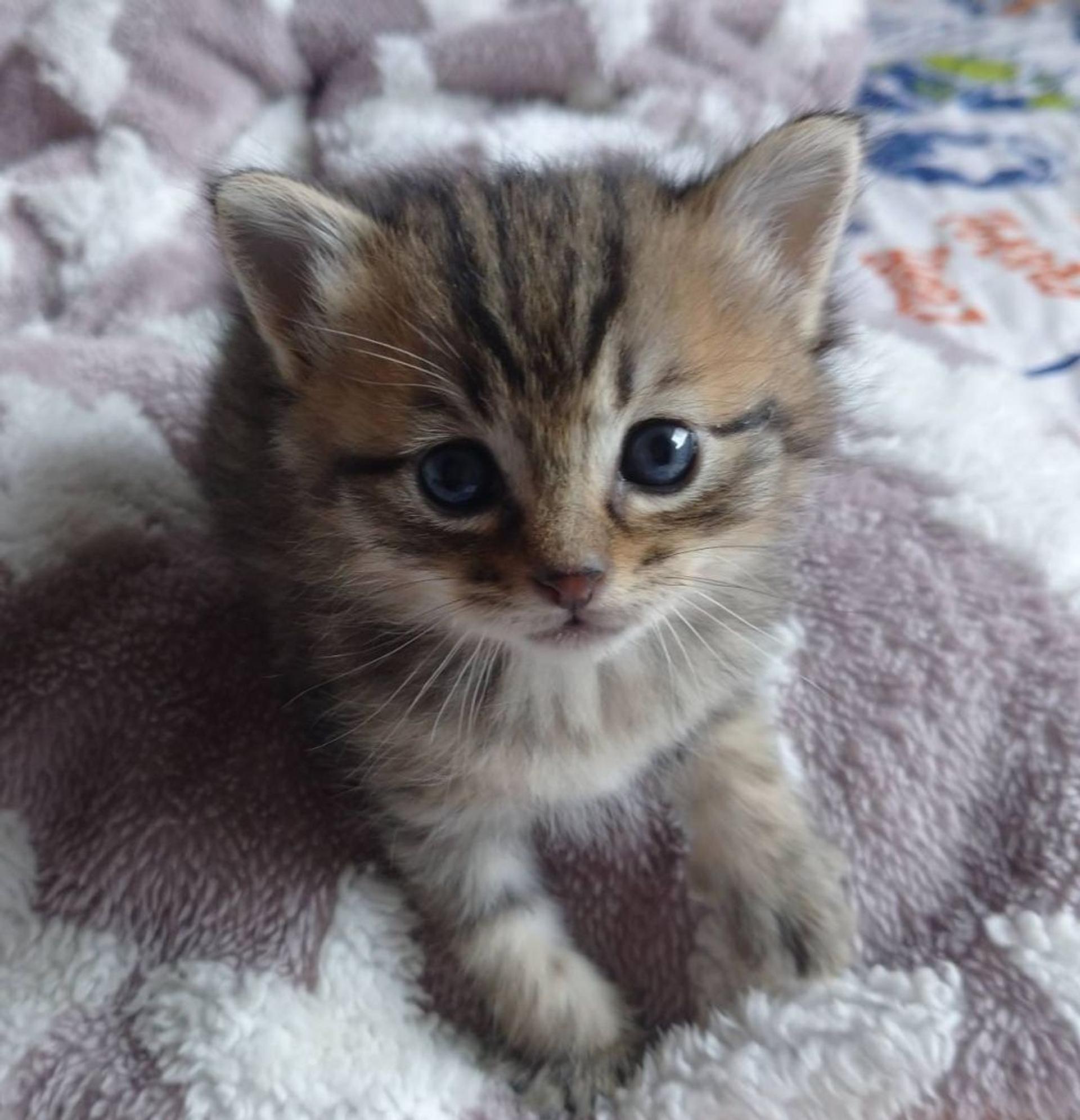 pet-image-2