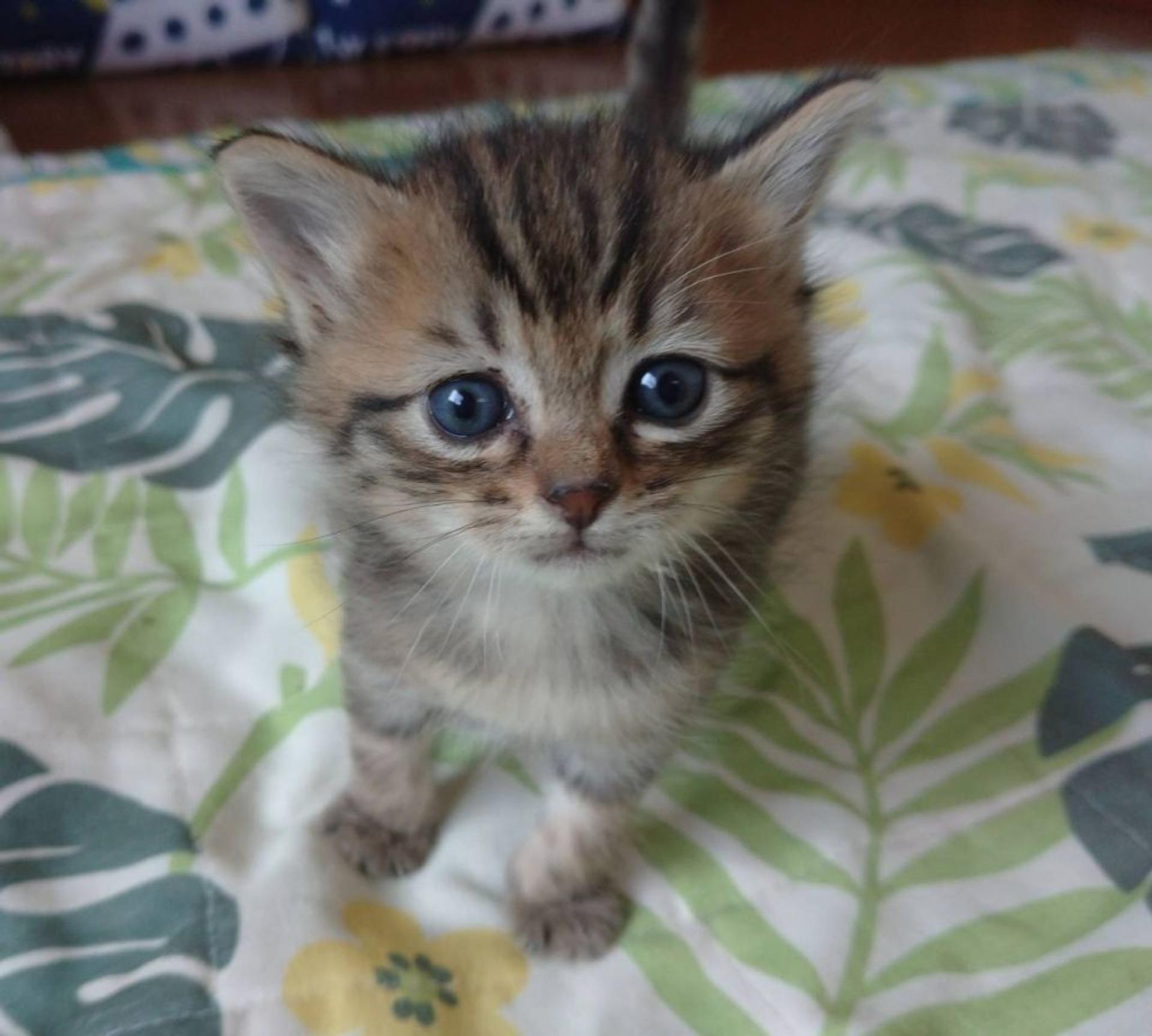 pet-image-3