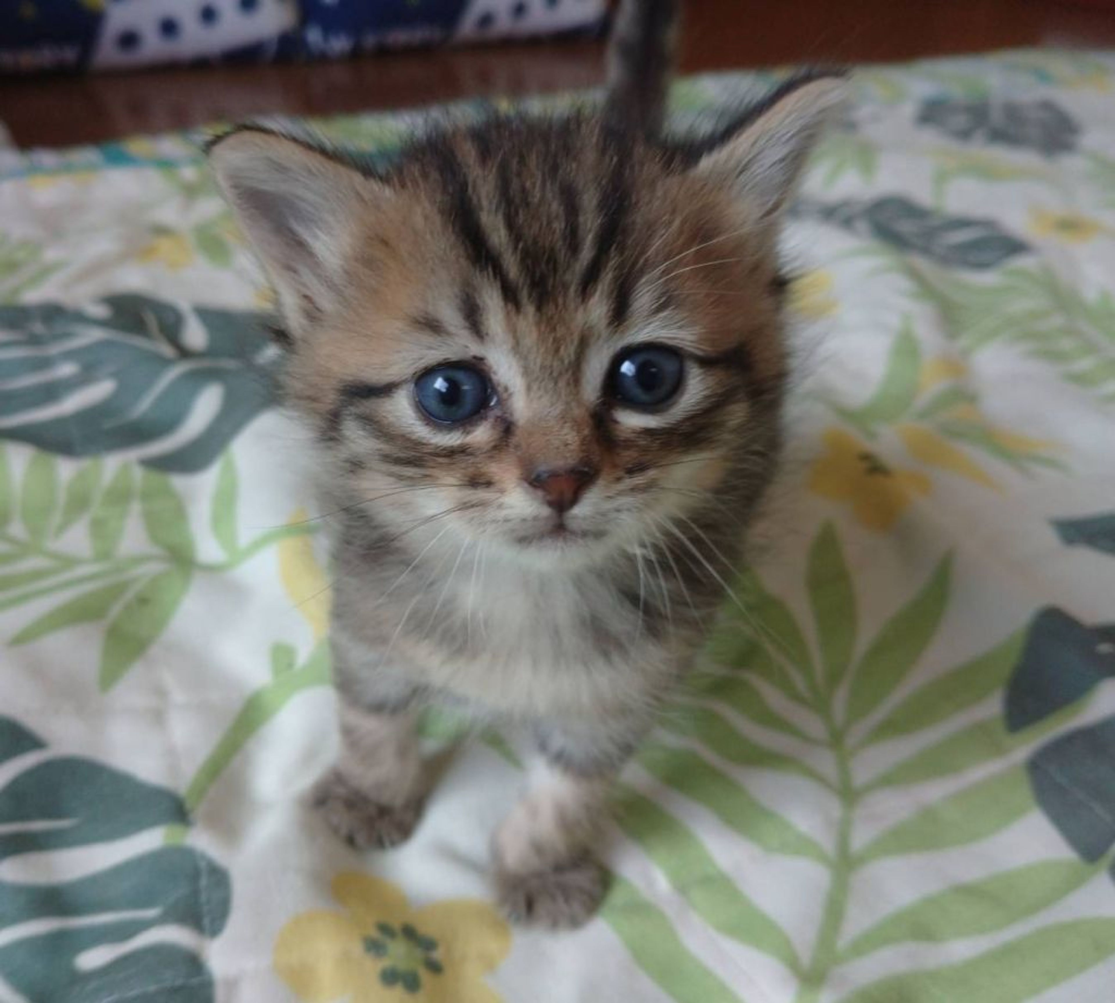 pet-image-3