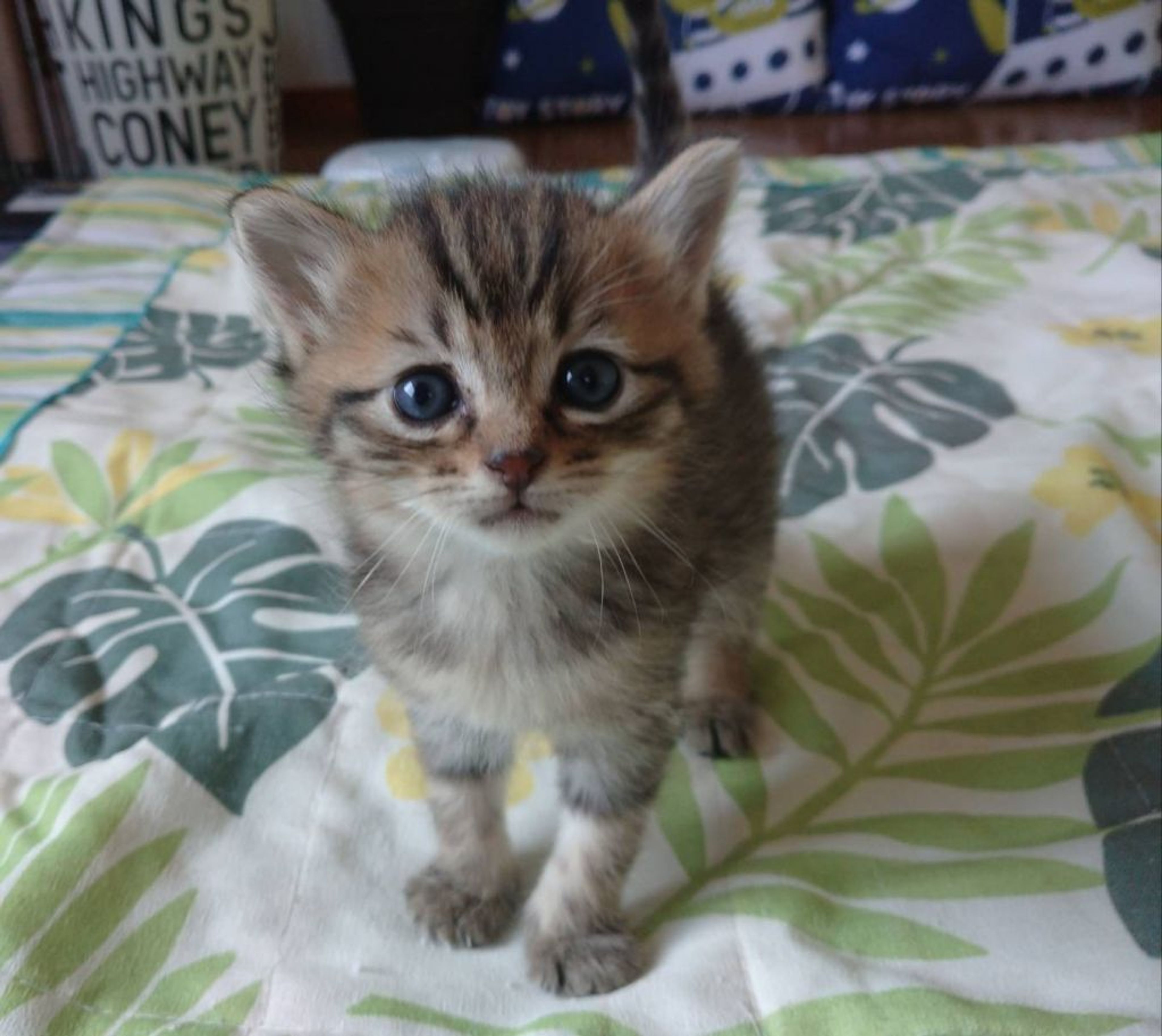 pet-image-4