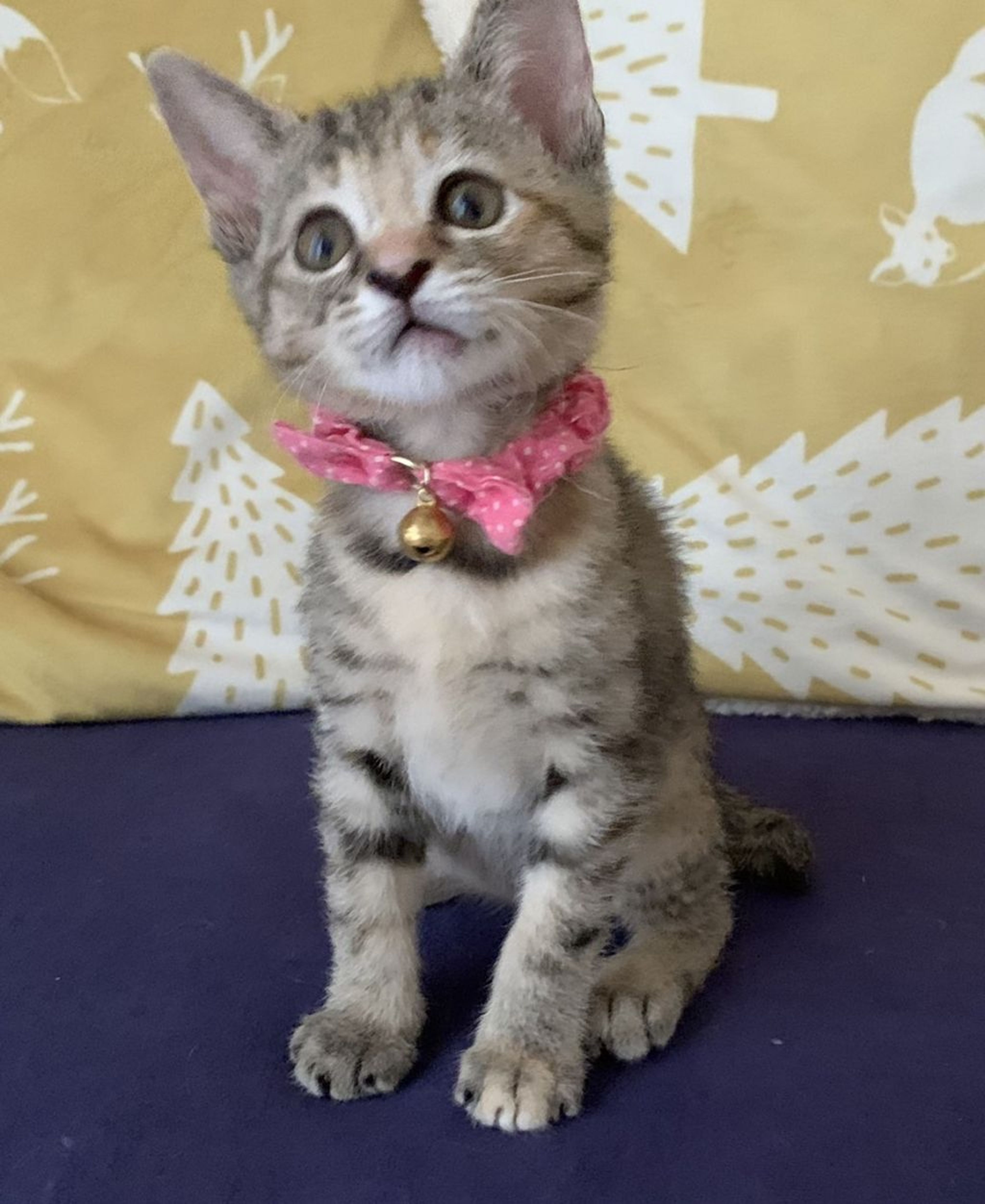 雑種（ミックス猫）・メスの里親募集の写真