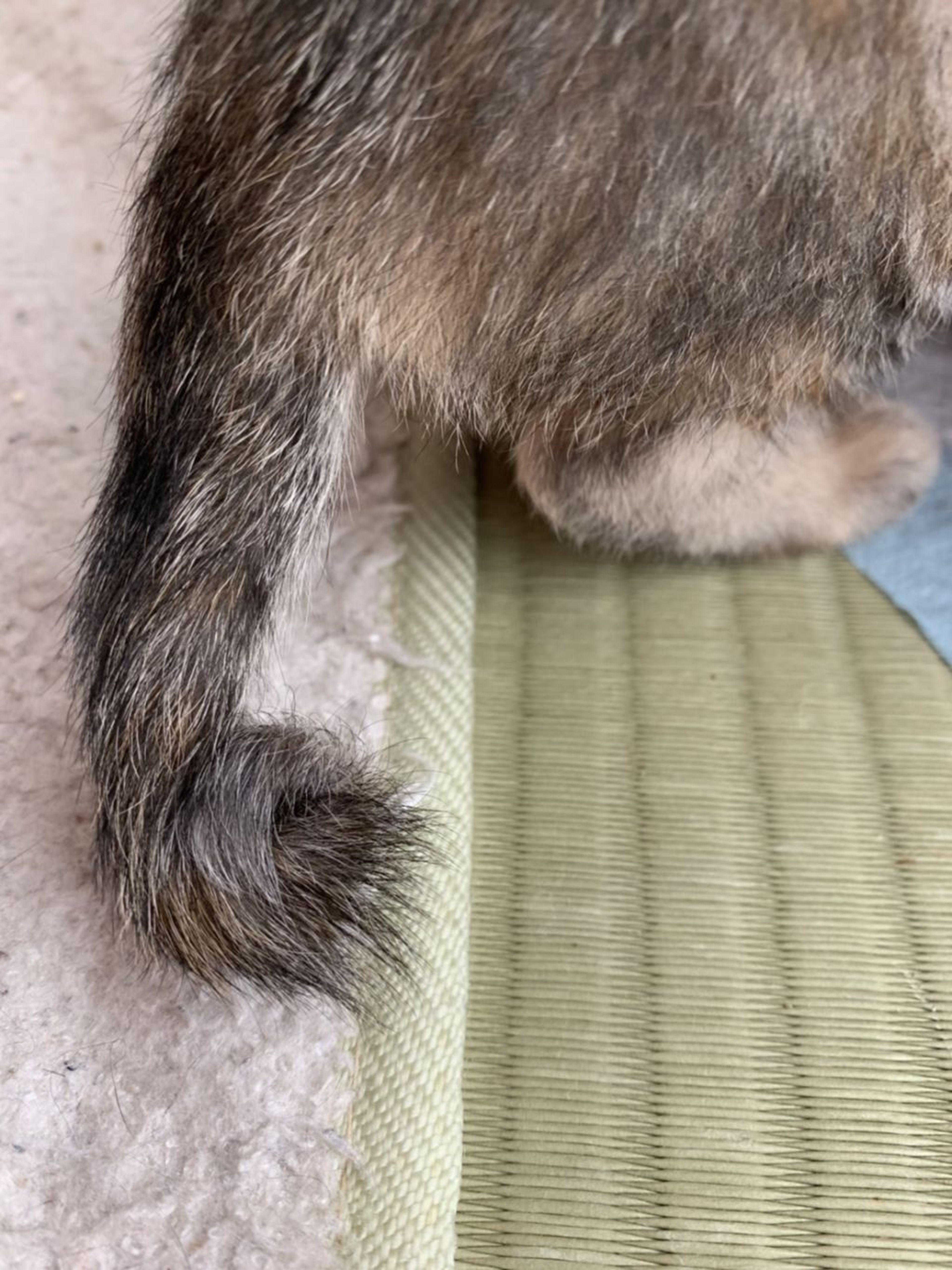 pet-image-5