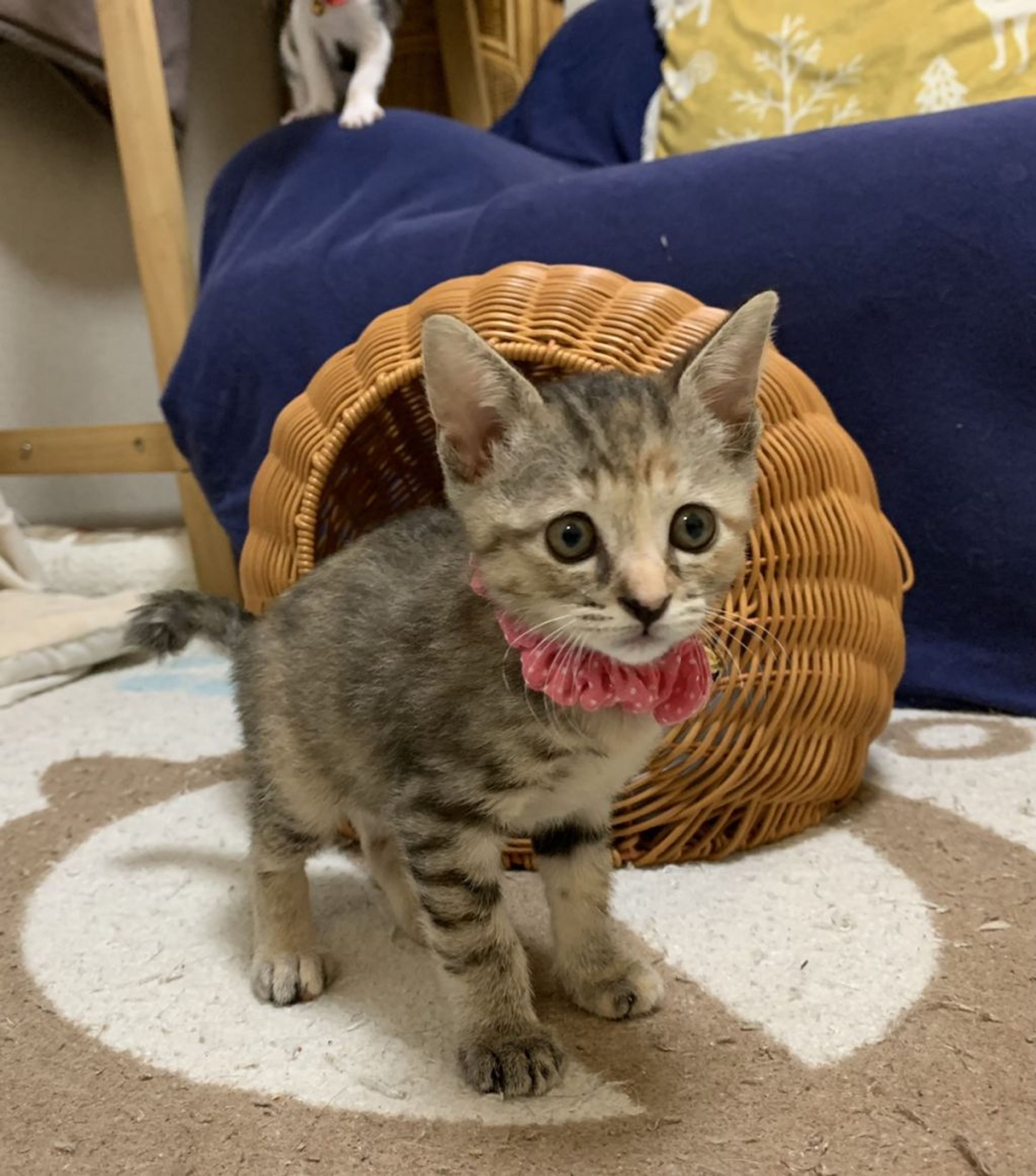 pet-image-6