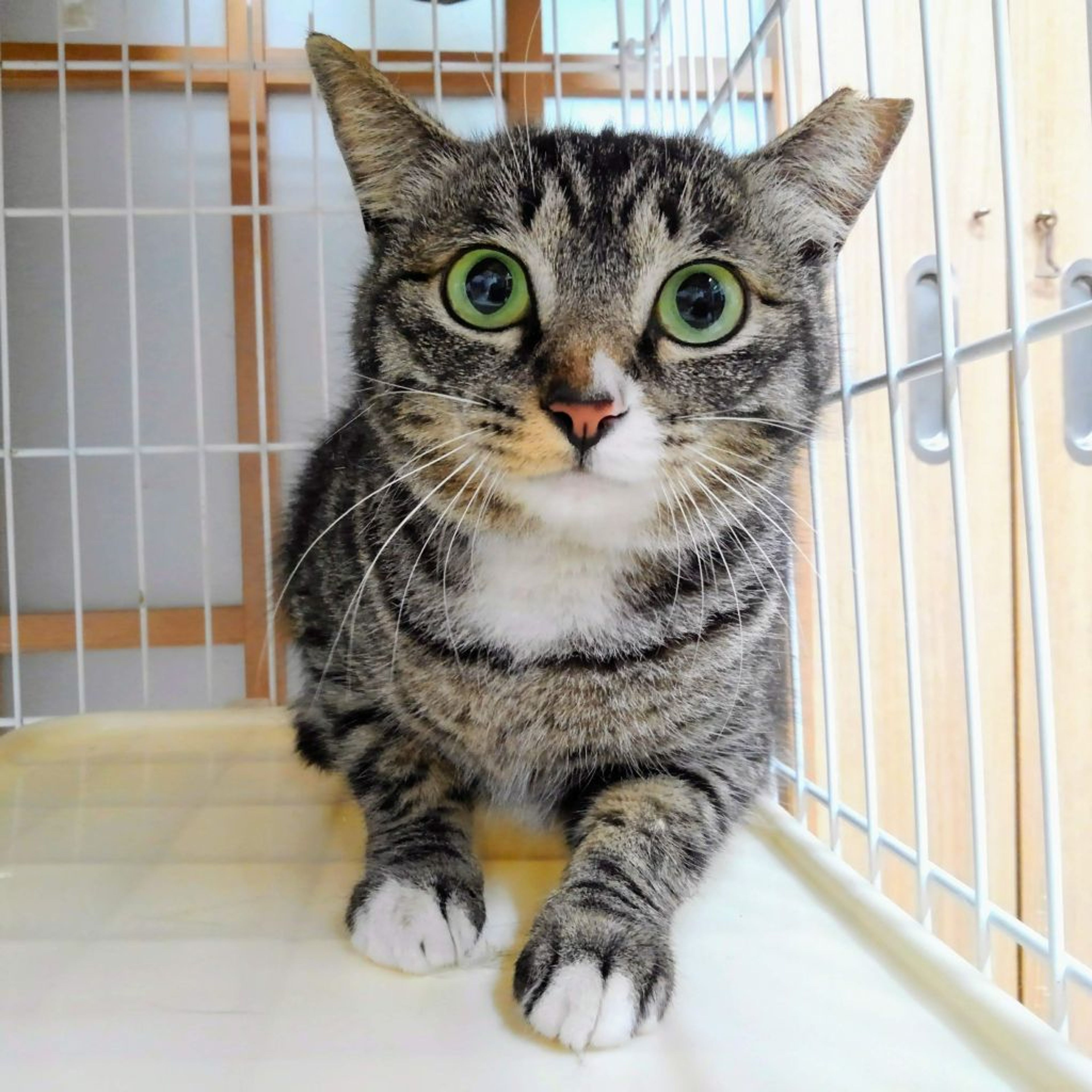 雑種（ミックス猫）・メスの里親募集の写真