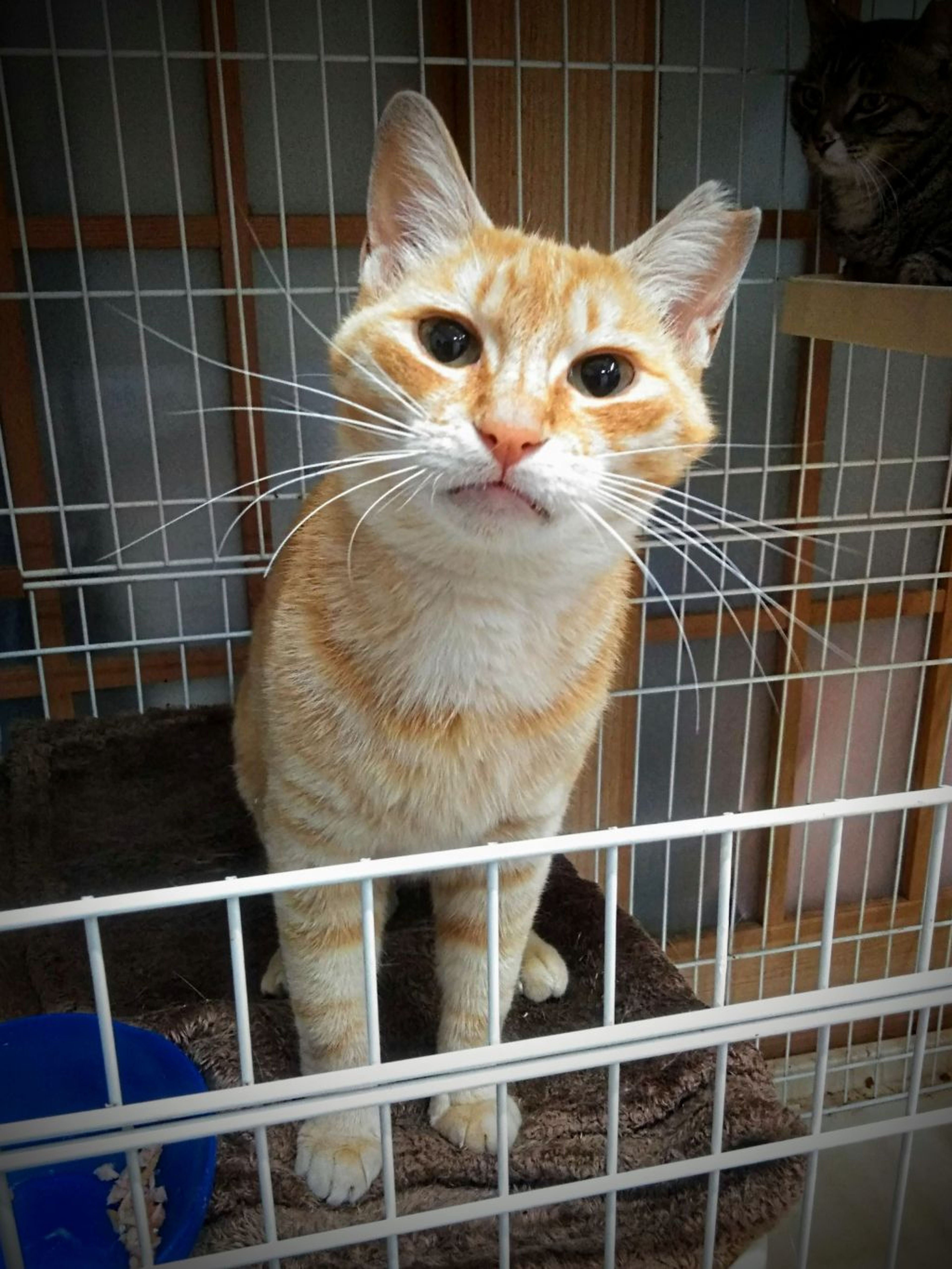 雑種（ミックス猫）・メスの里親募集の写真