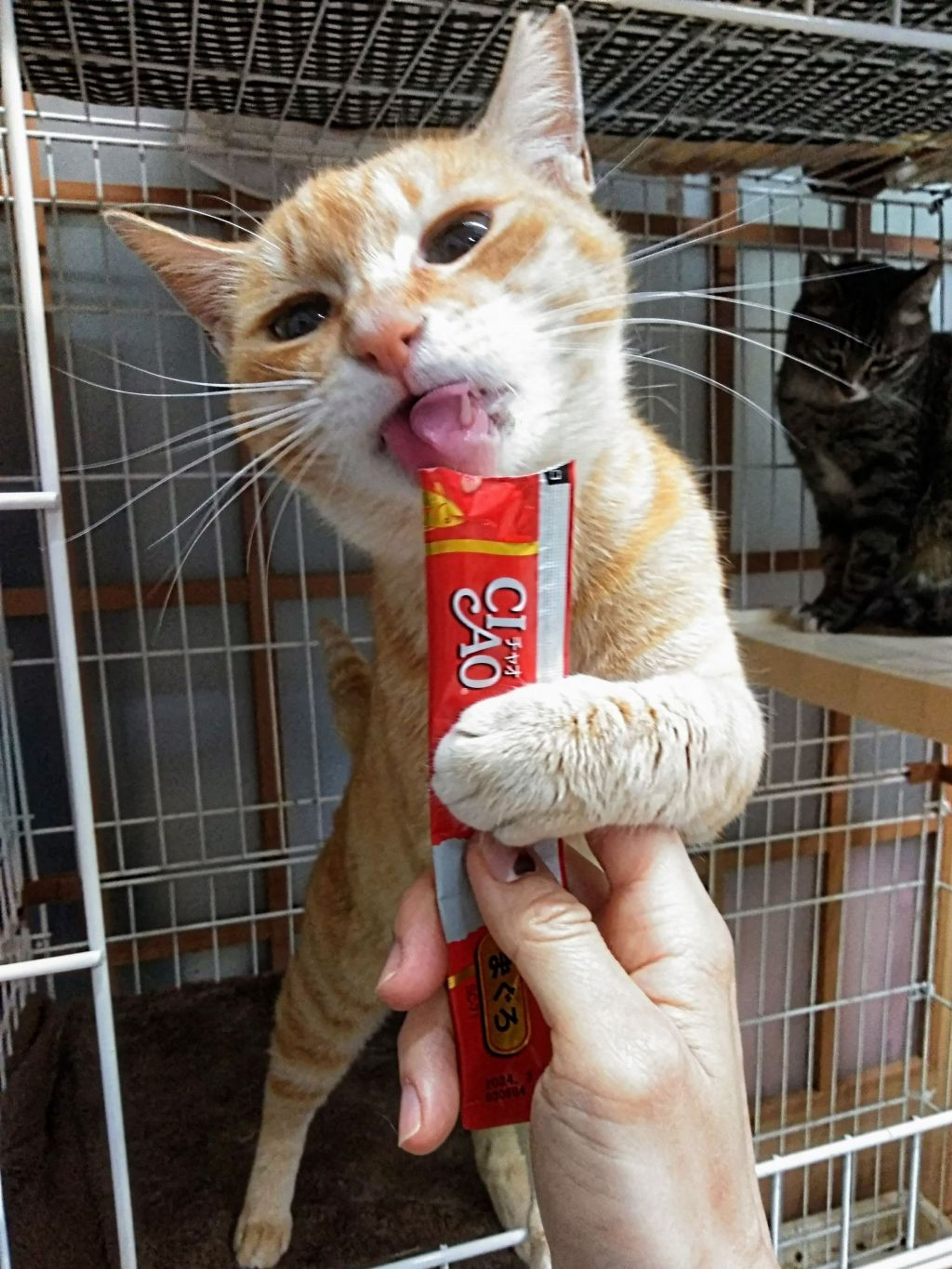 pet-image-2