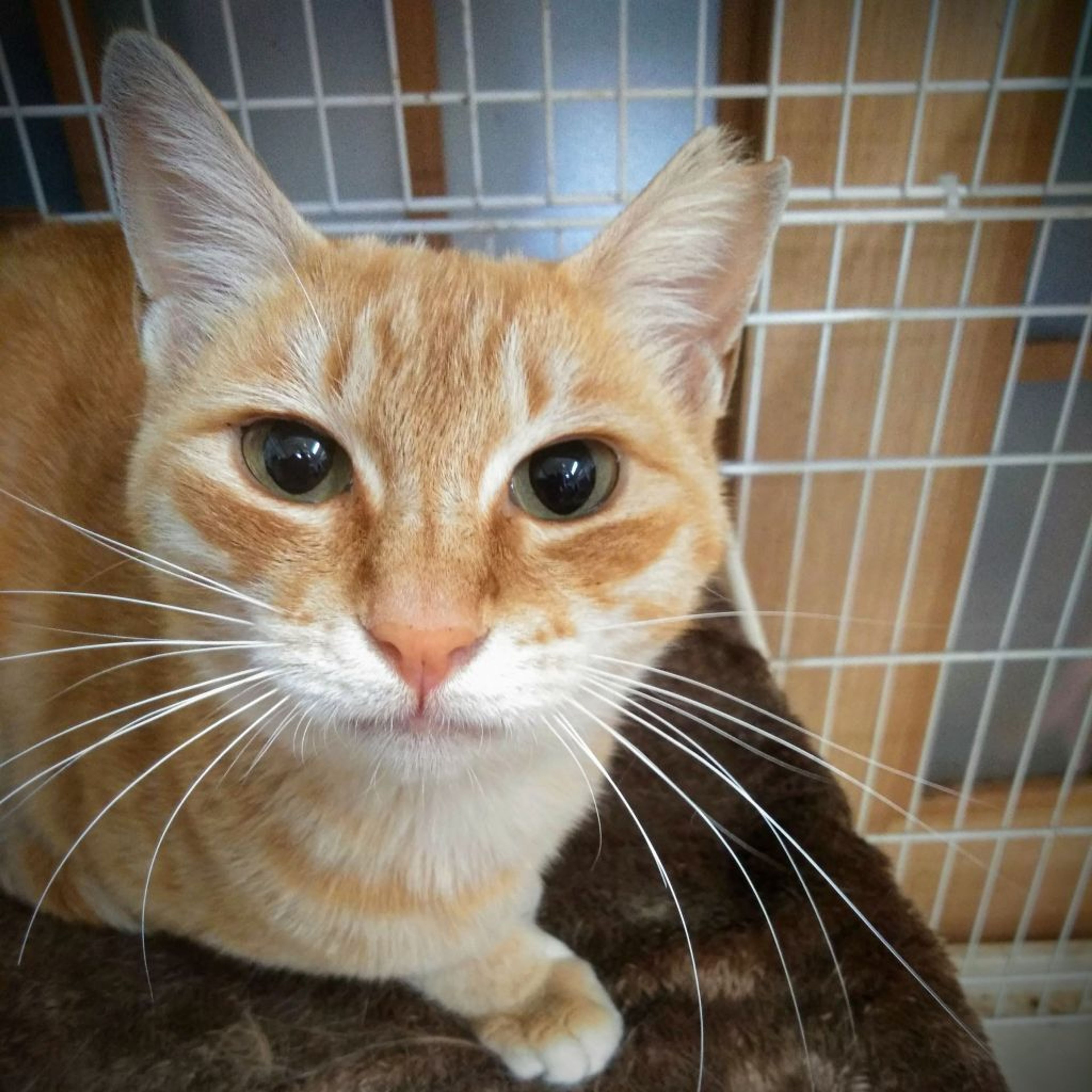 pet-image-3