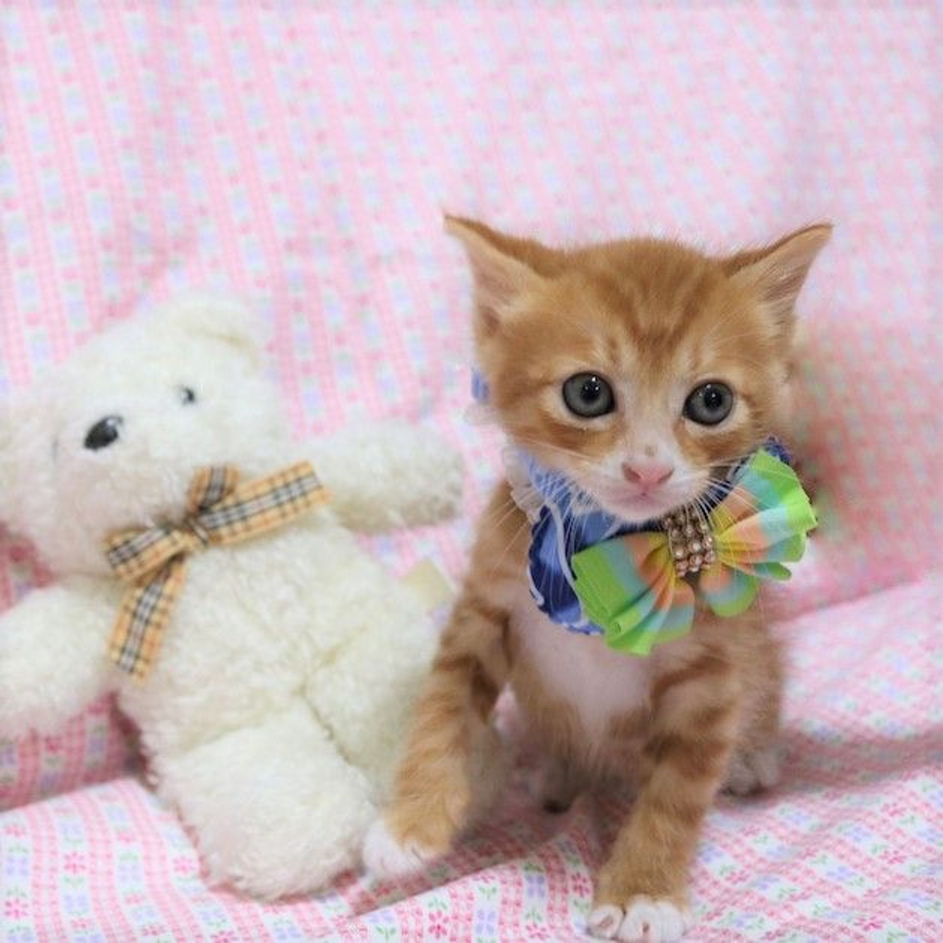 雑種（ミックス猫）・オスの里親募集の写真