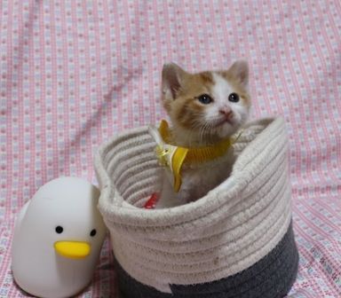コムくん