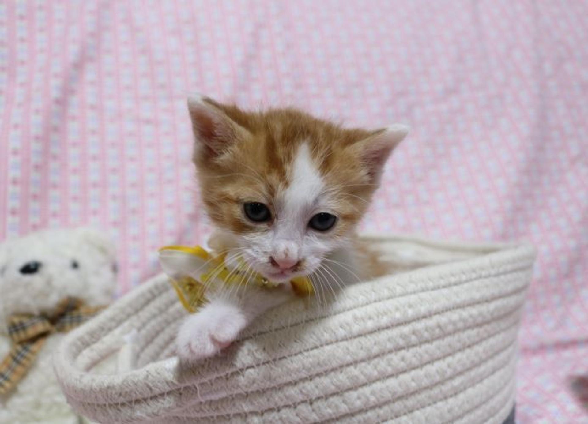 pet-image-2