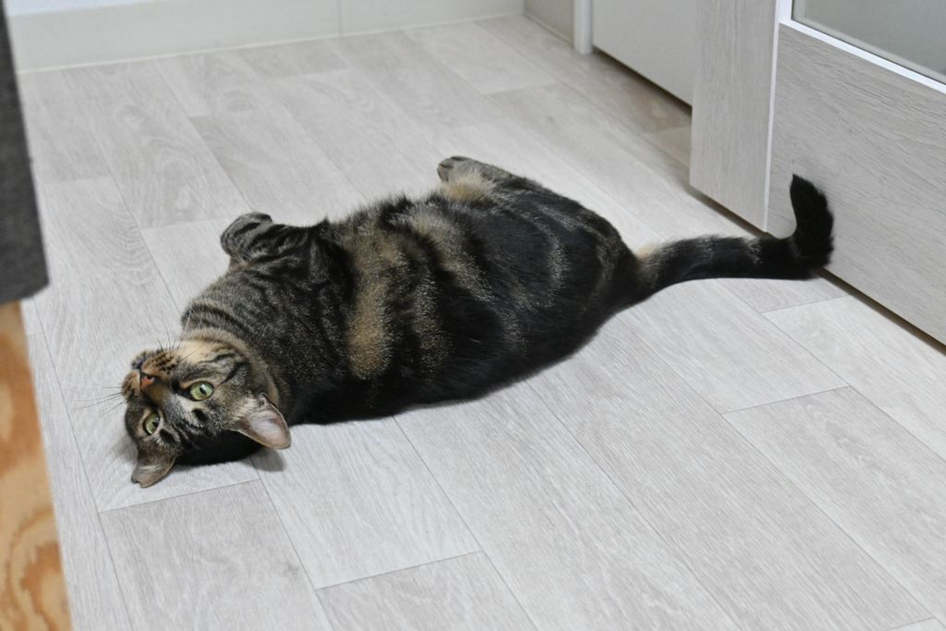 pet-image-3