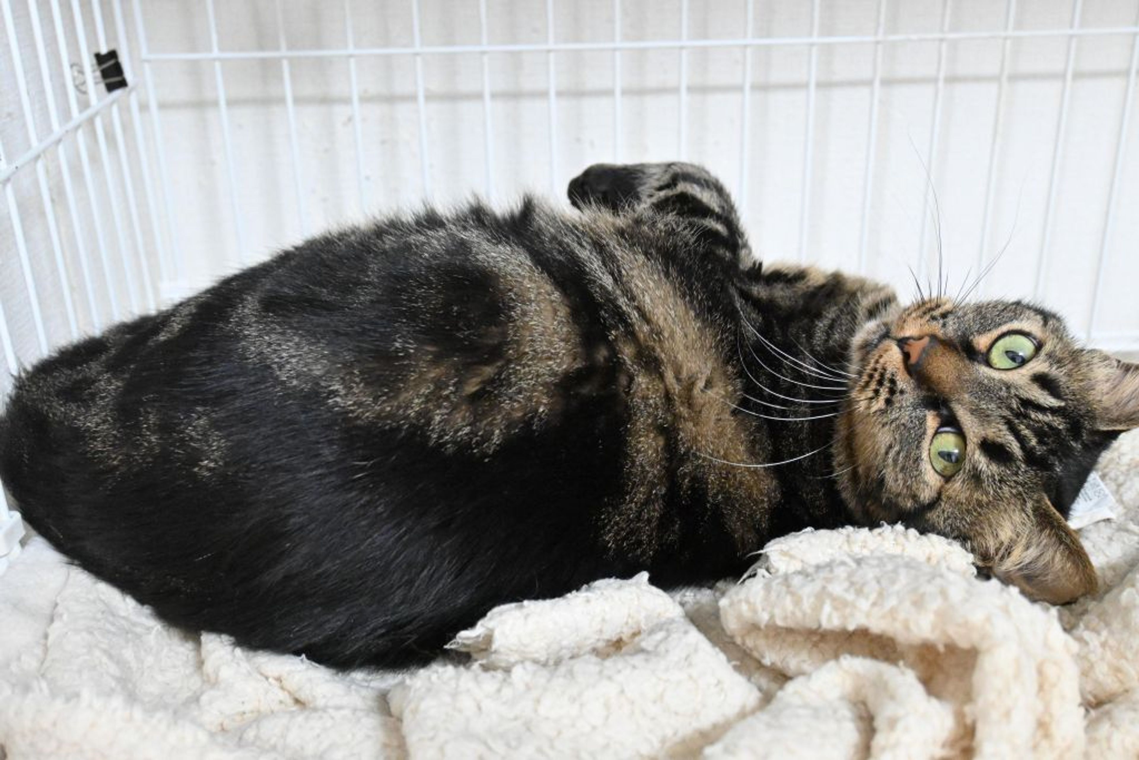 pet-image-4