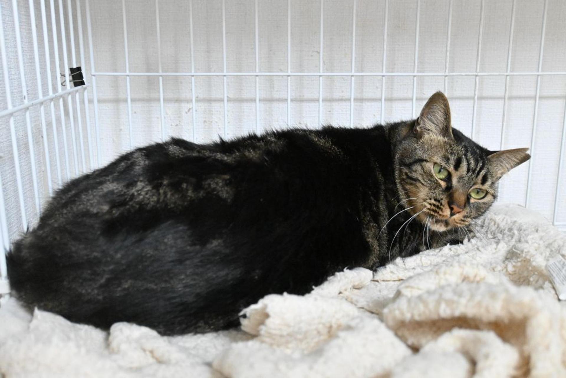 pet-image-5
