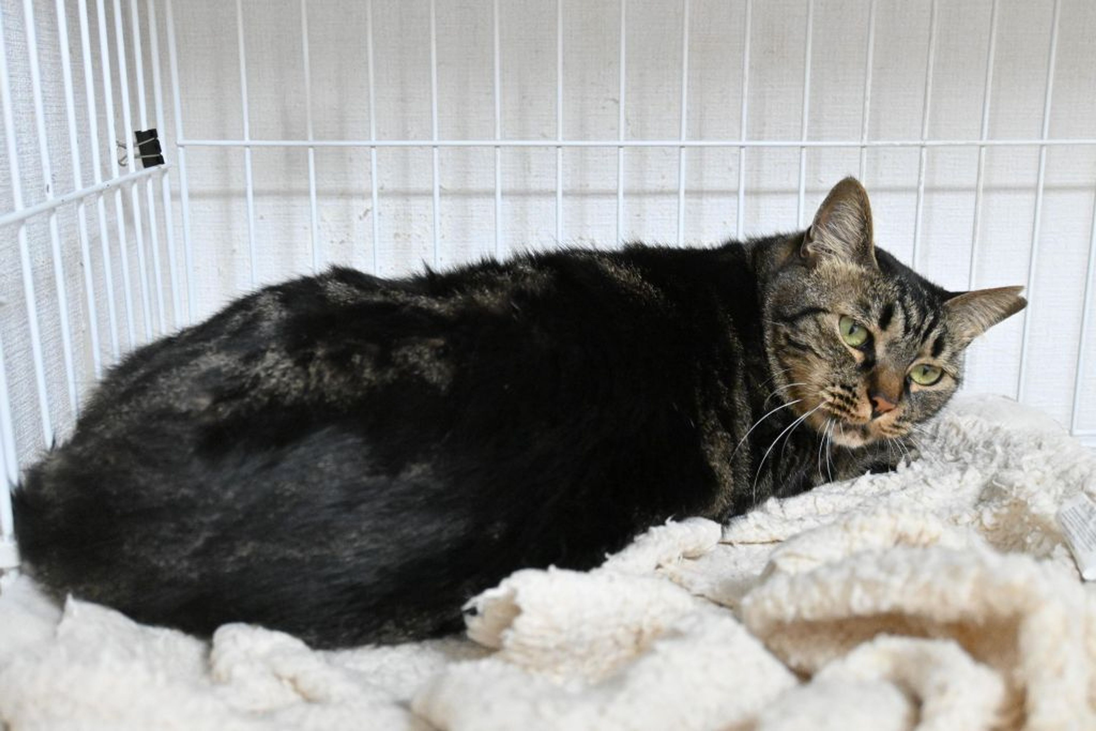 pet-image-5