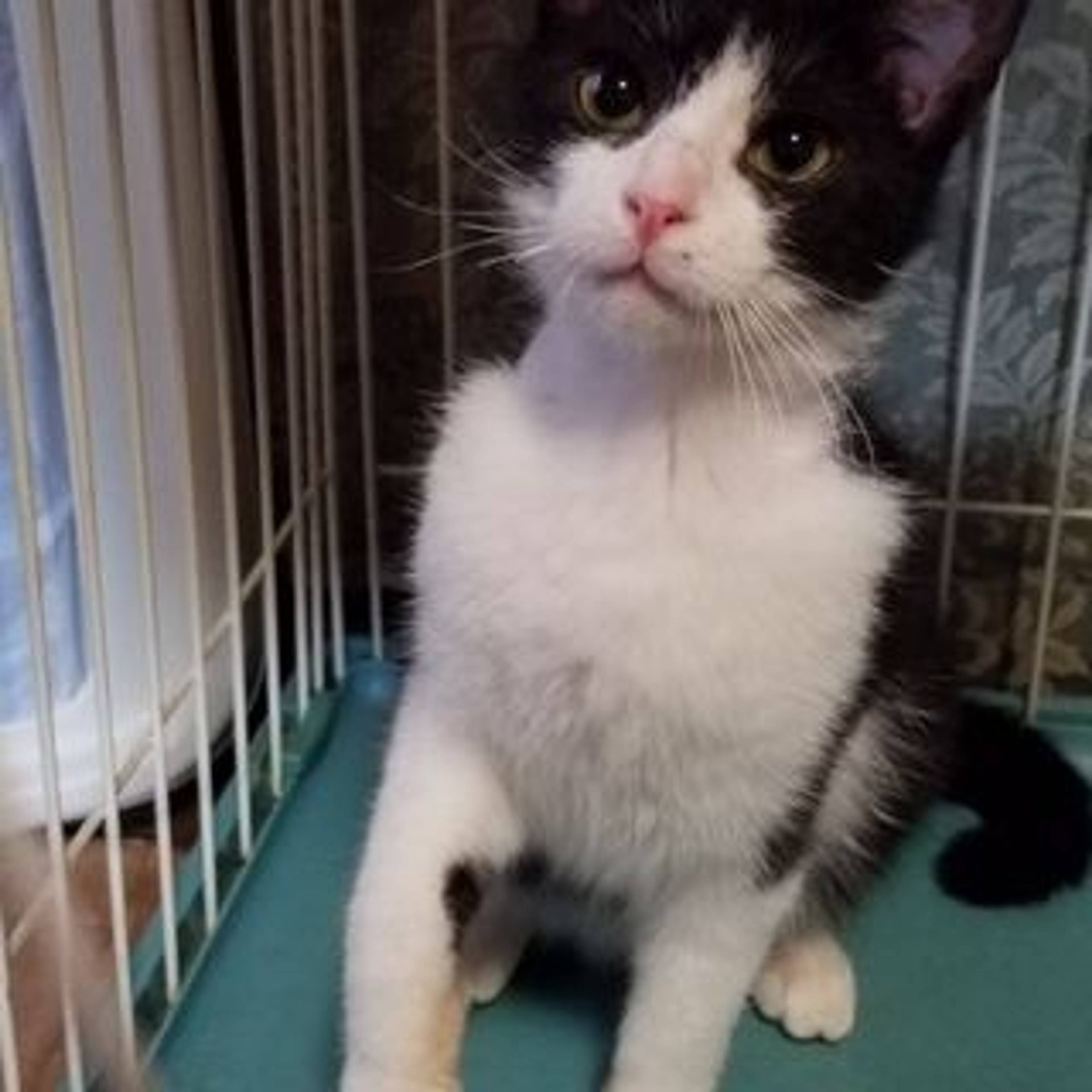 雑種（ミックス猫）・オスの里親募集の写真