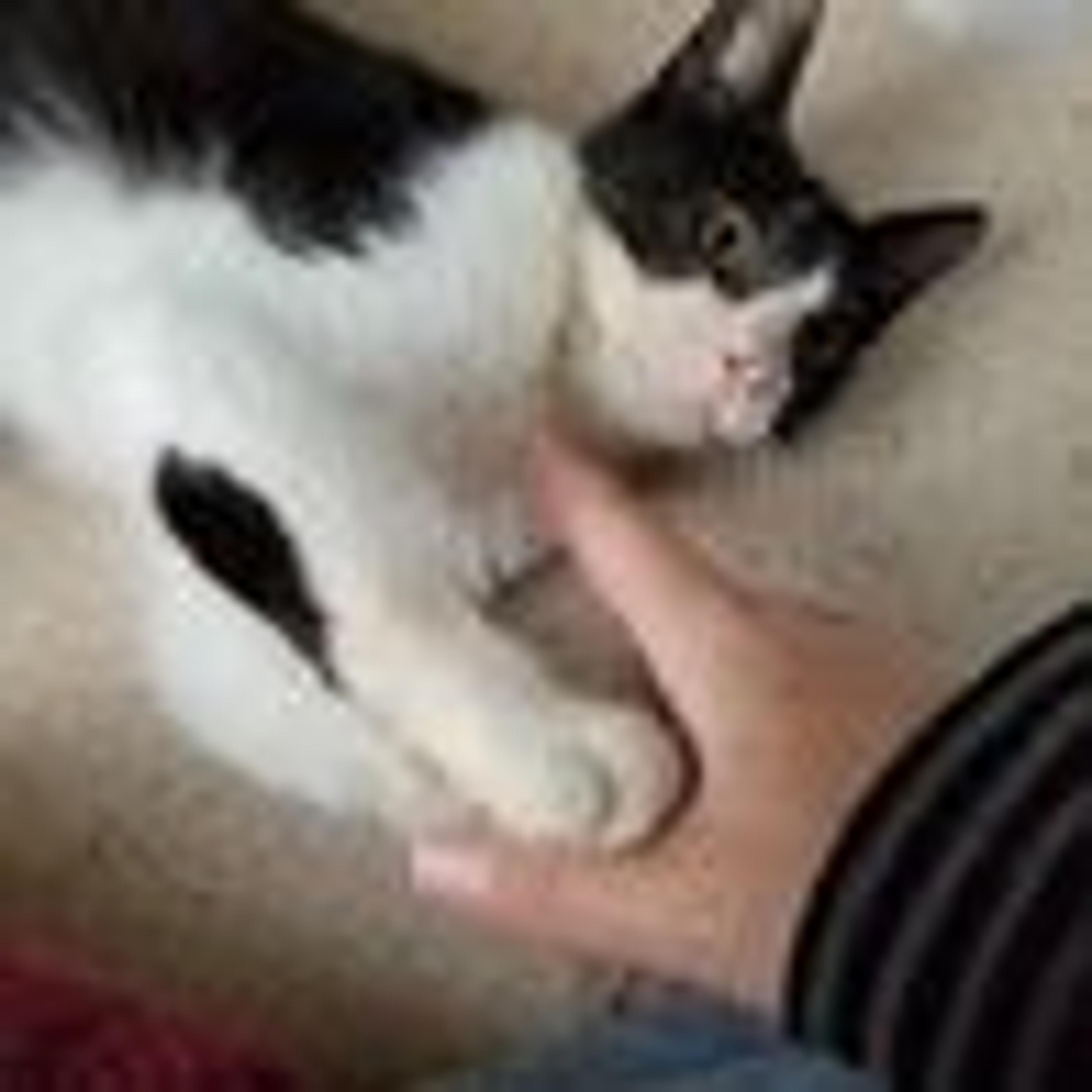 pet-image-2